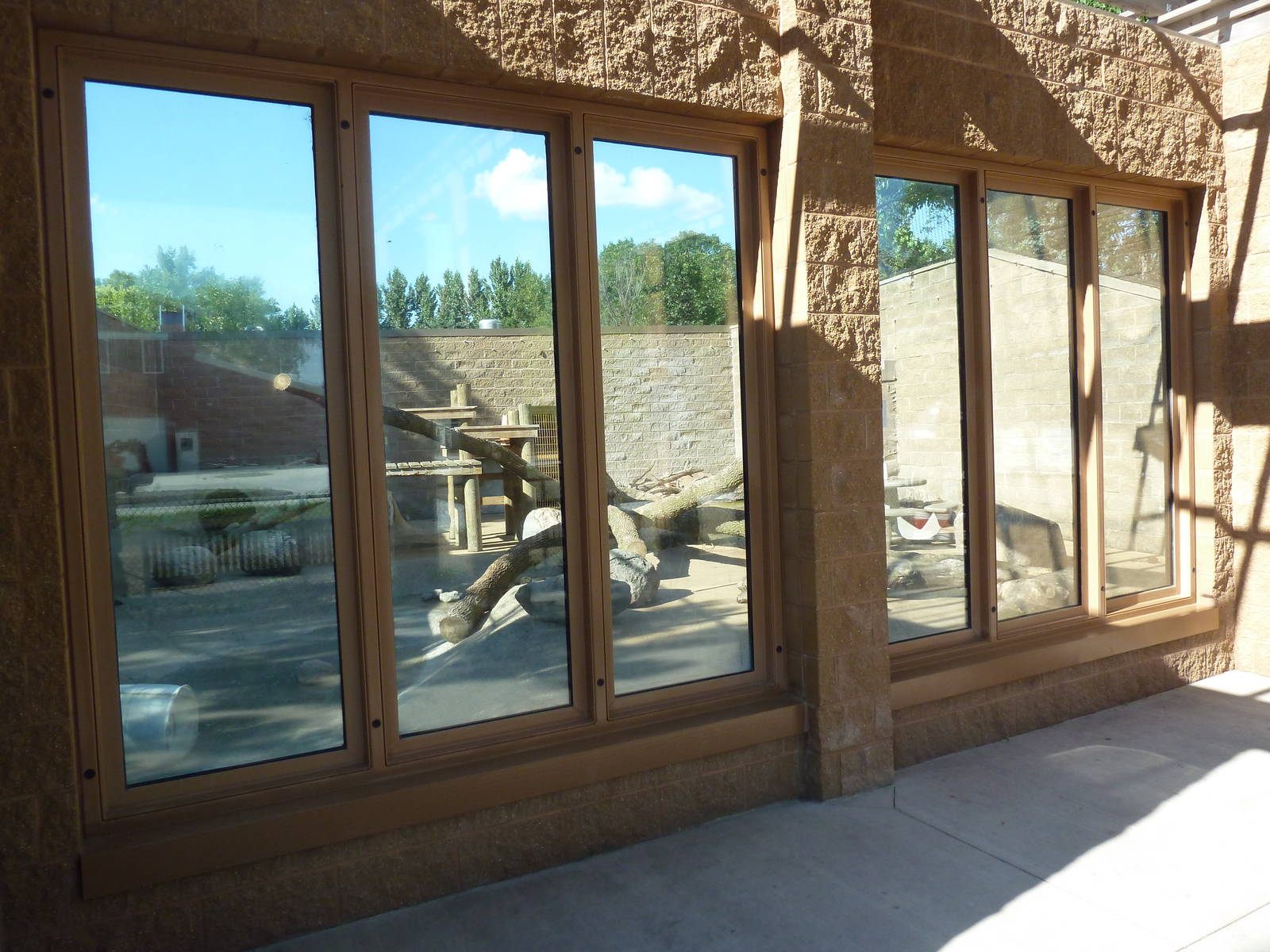 American Black Bear Exhibit