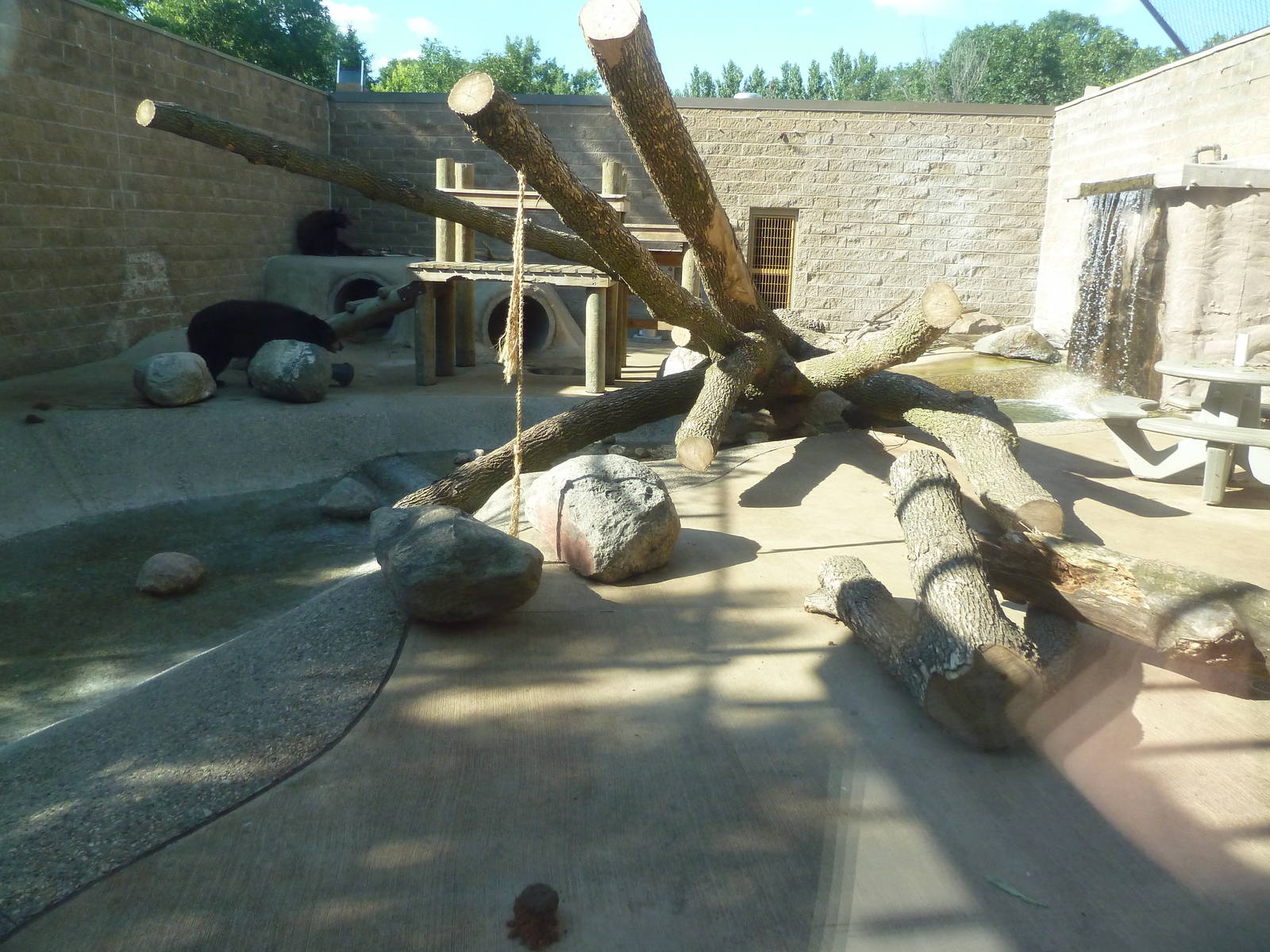 American Black Bear Exhibit