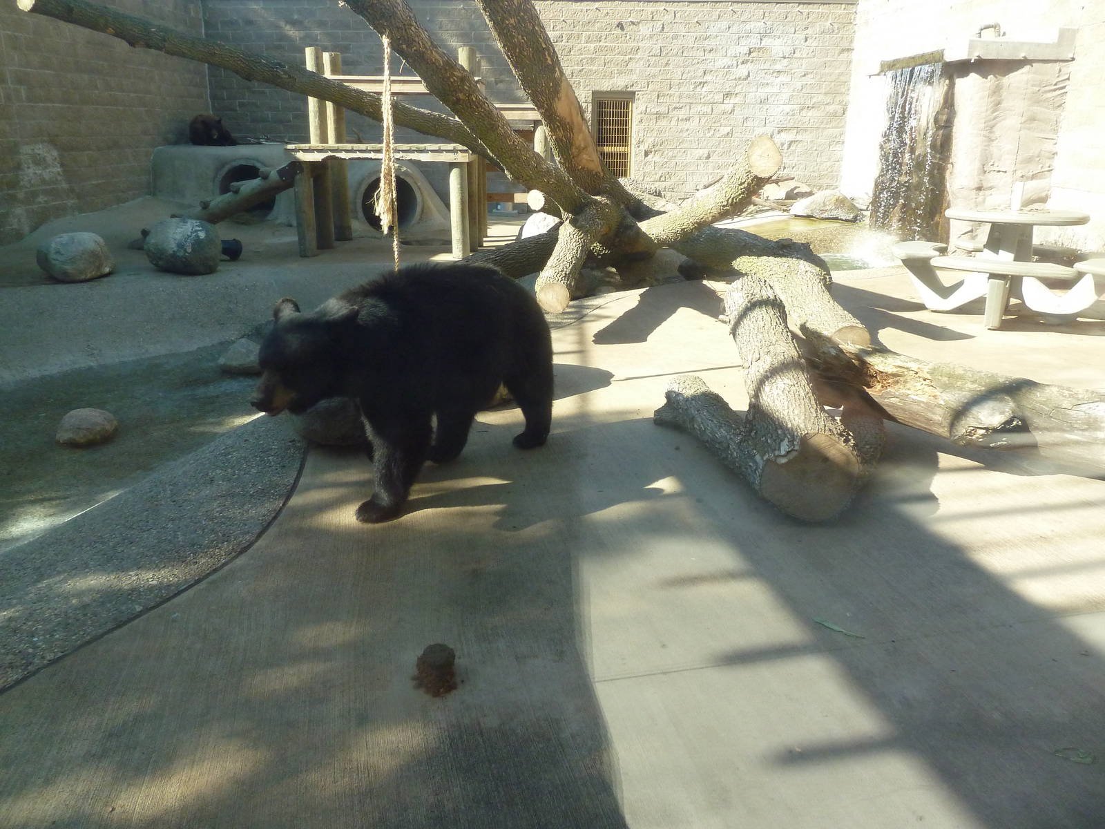 American Black Bear Exhibit