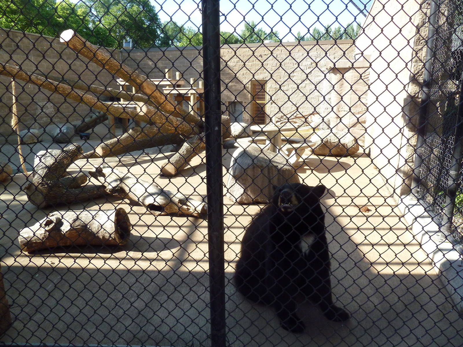American Black Bear Exhibit