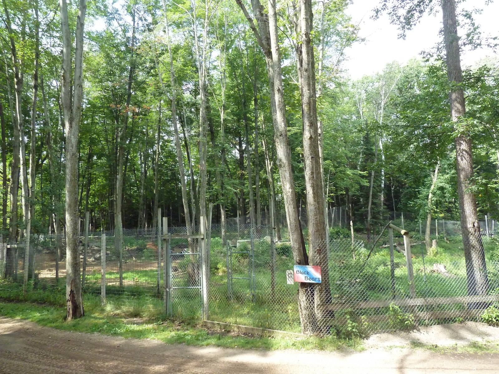 American Black Bear Exhibit