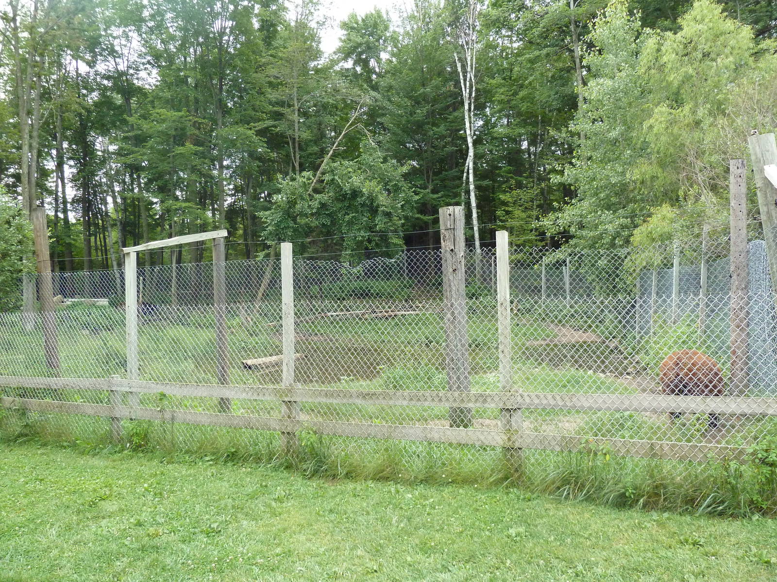 American Black Bear Exhibit