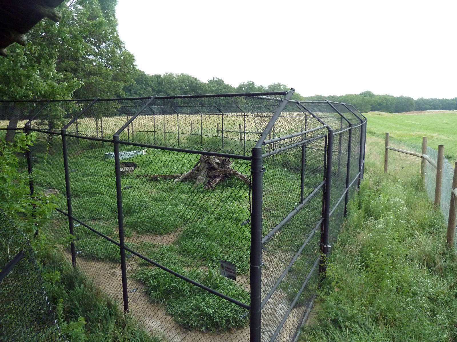 American Black Bear Exhibit