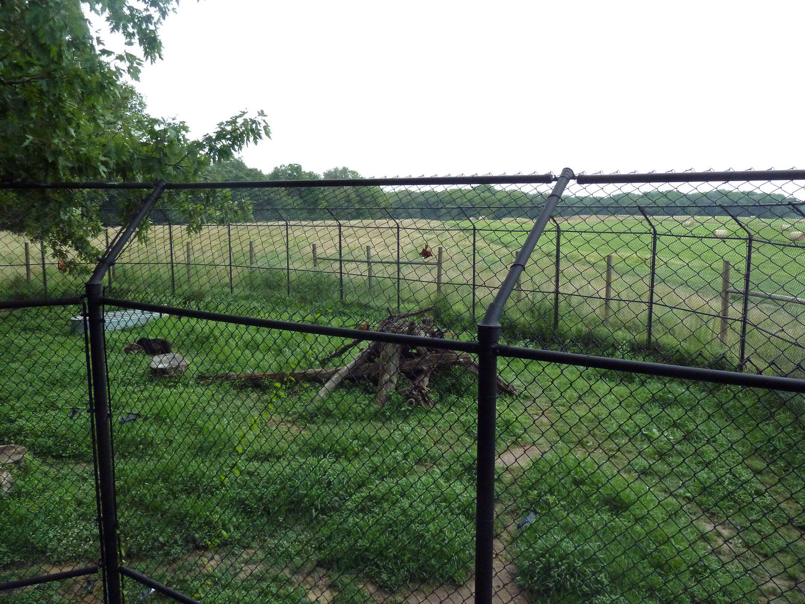 American Black Bear Exhibit