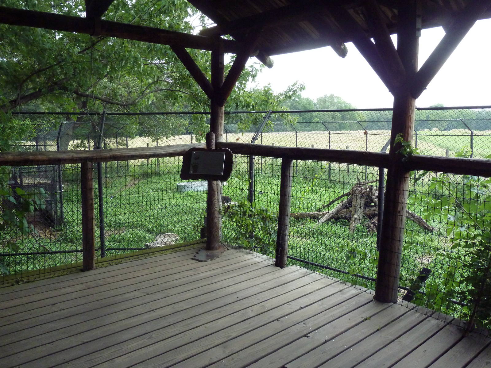 American Black Bear Exhibit