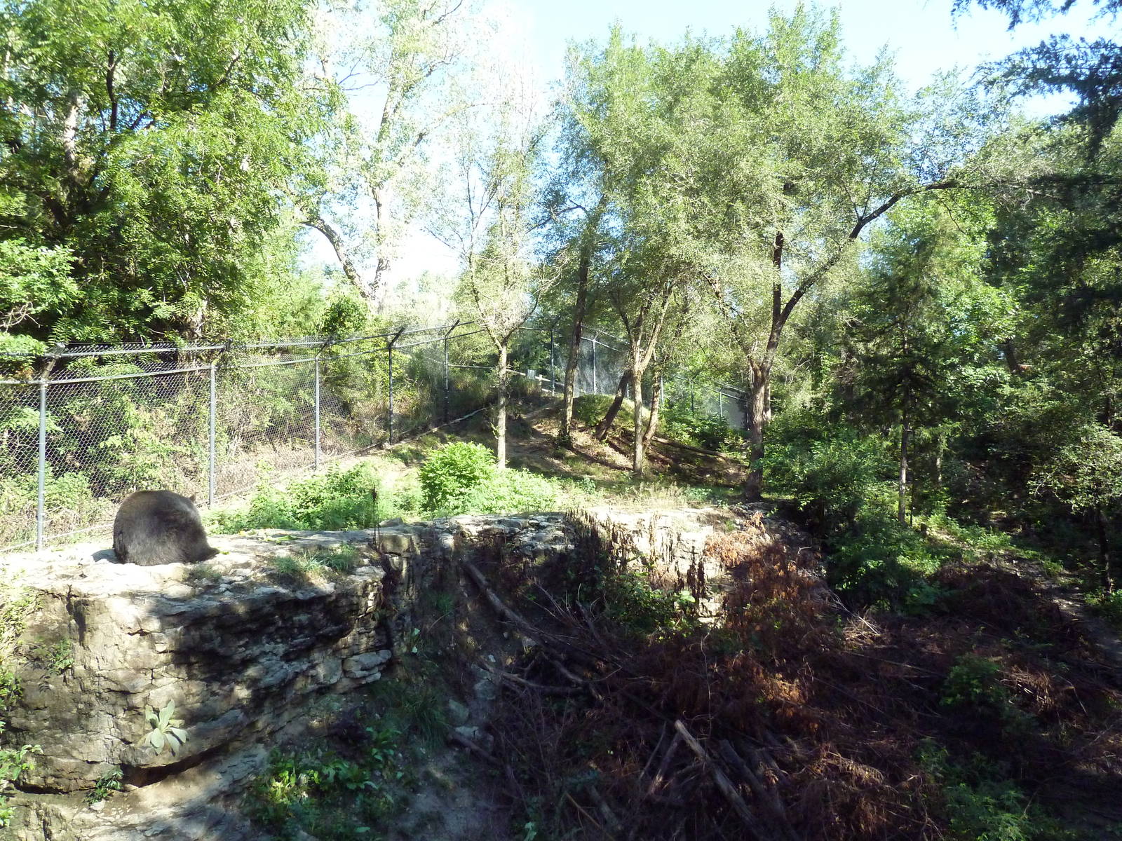 American Black Bear Exhibit