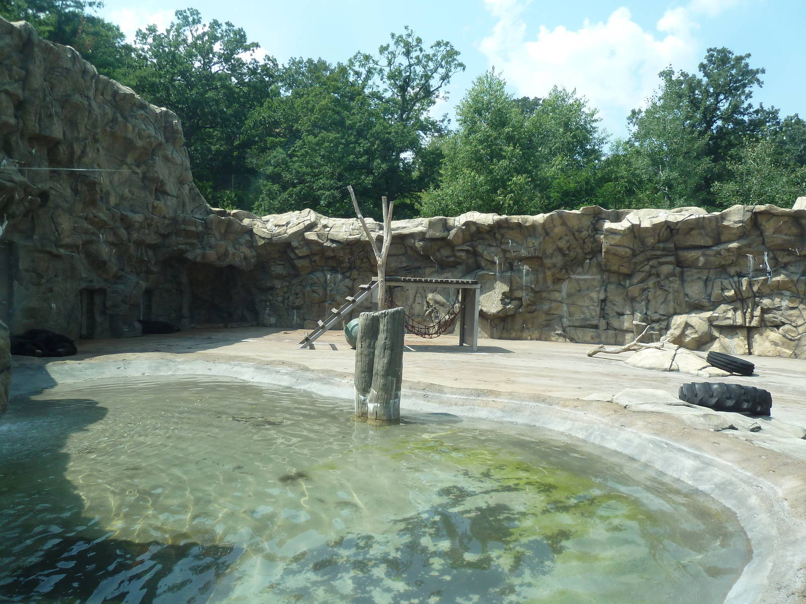 American Black Bear Exhibit