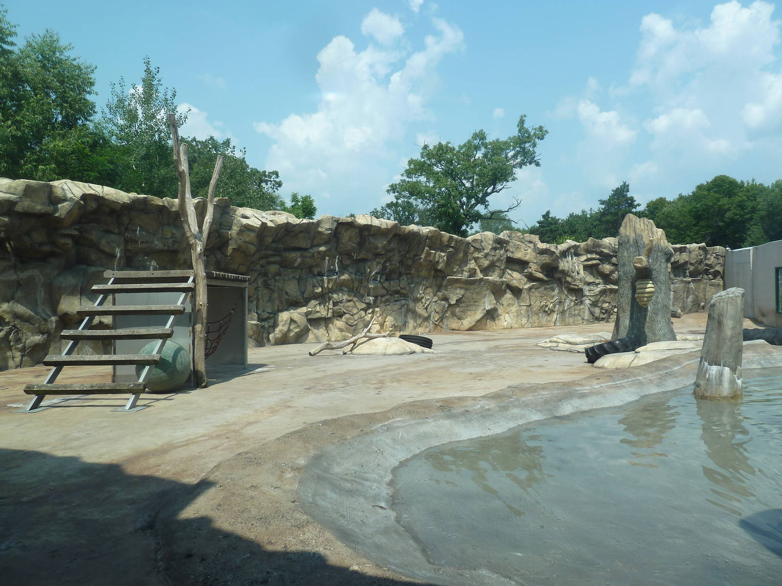 American Black Bear Exhibit