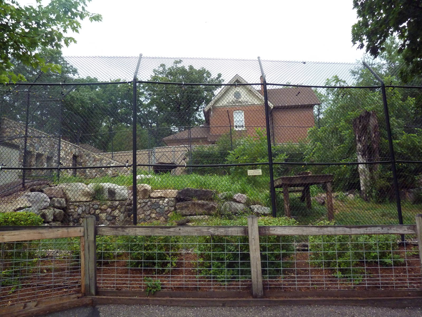 American Black Bear Exhibit