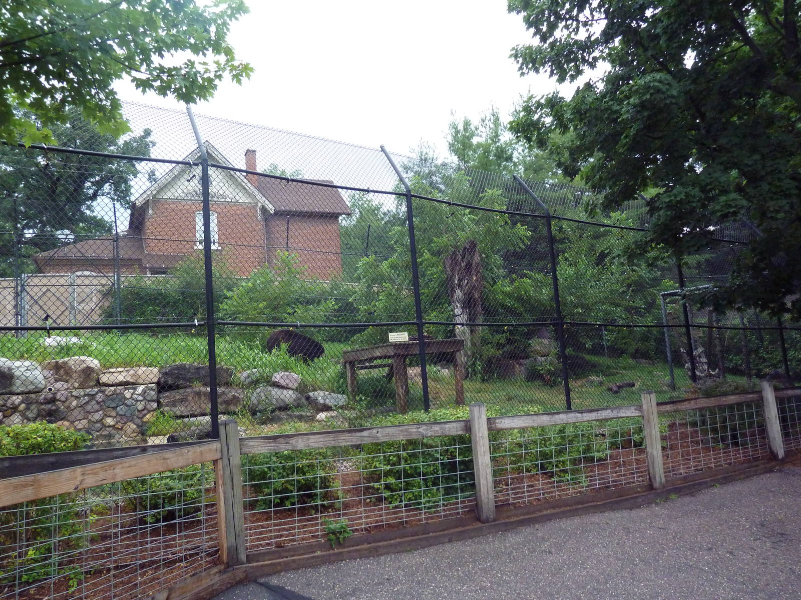 American Black Bear Exhibit