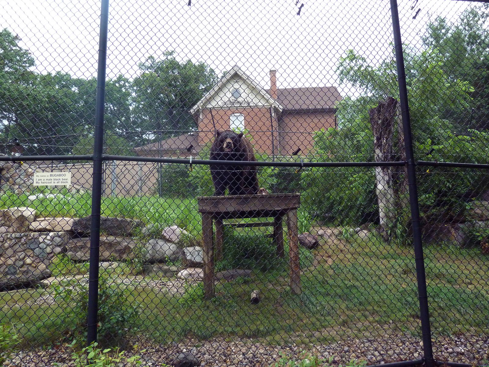 American Black Bear Exhibit