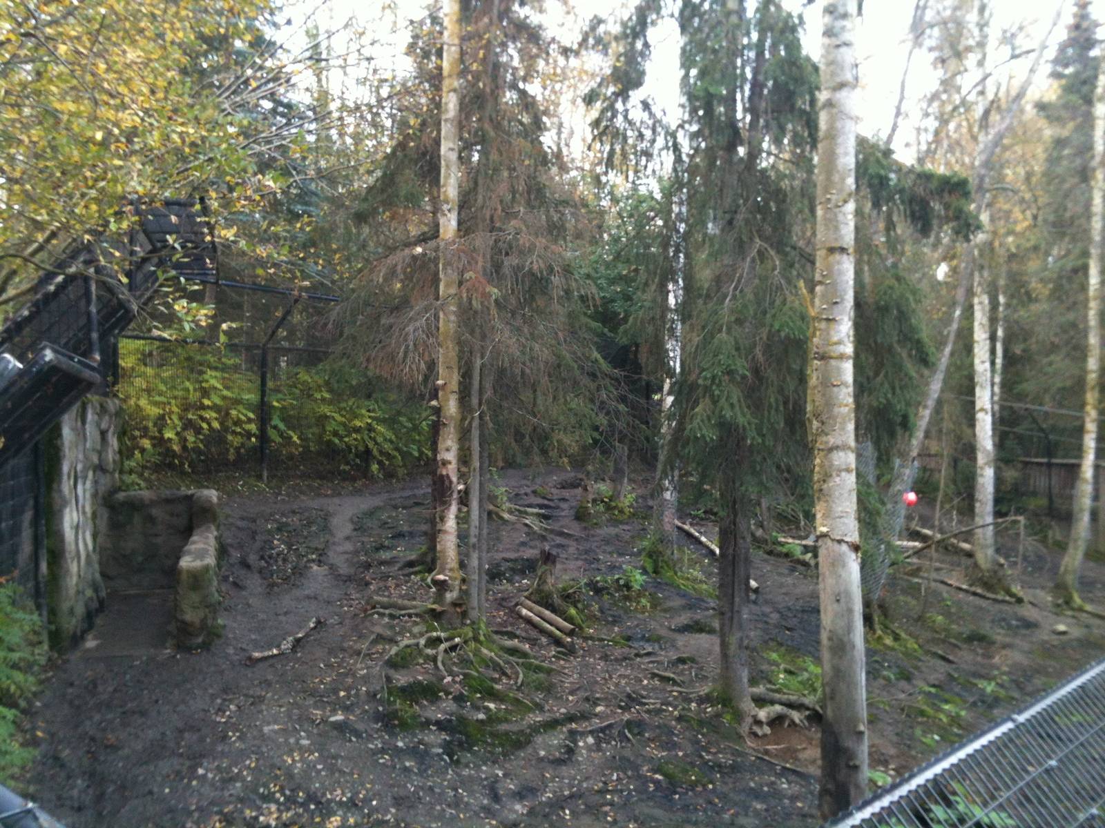 American Black Bear Exhibit