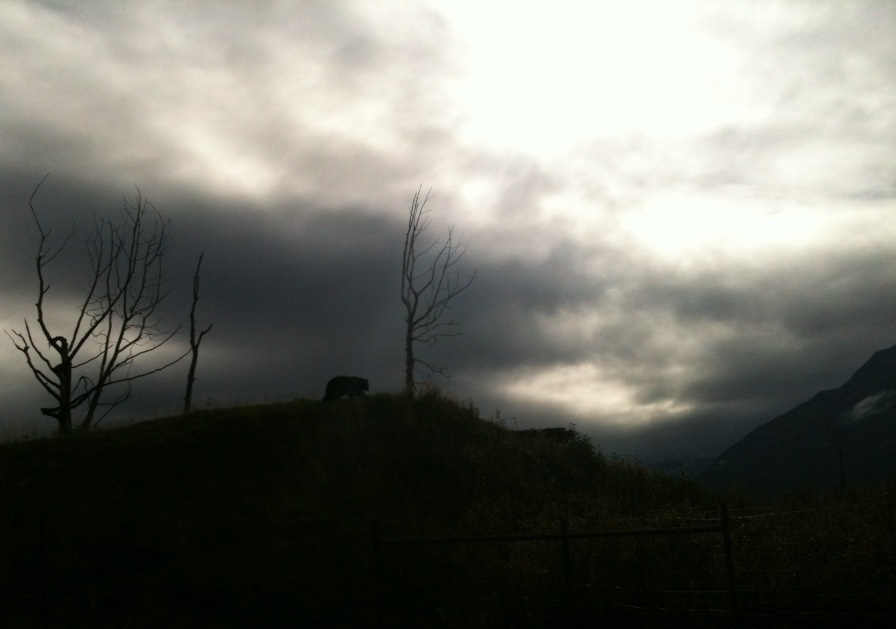 American Black Bear Exhibit