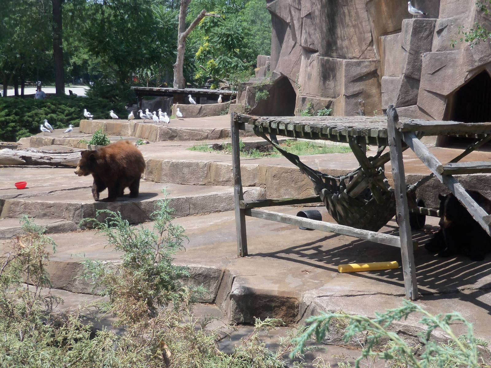 American Black Bear Exhibit