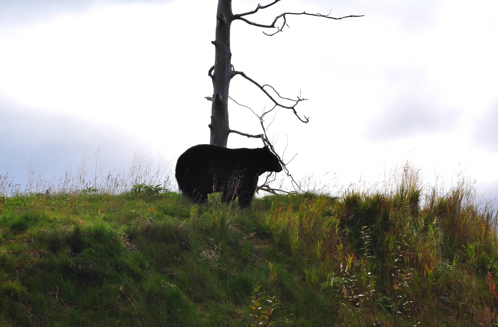 American Black Bear Exhibit