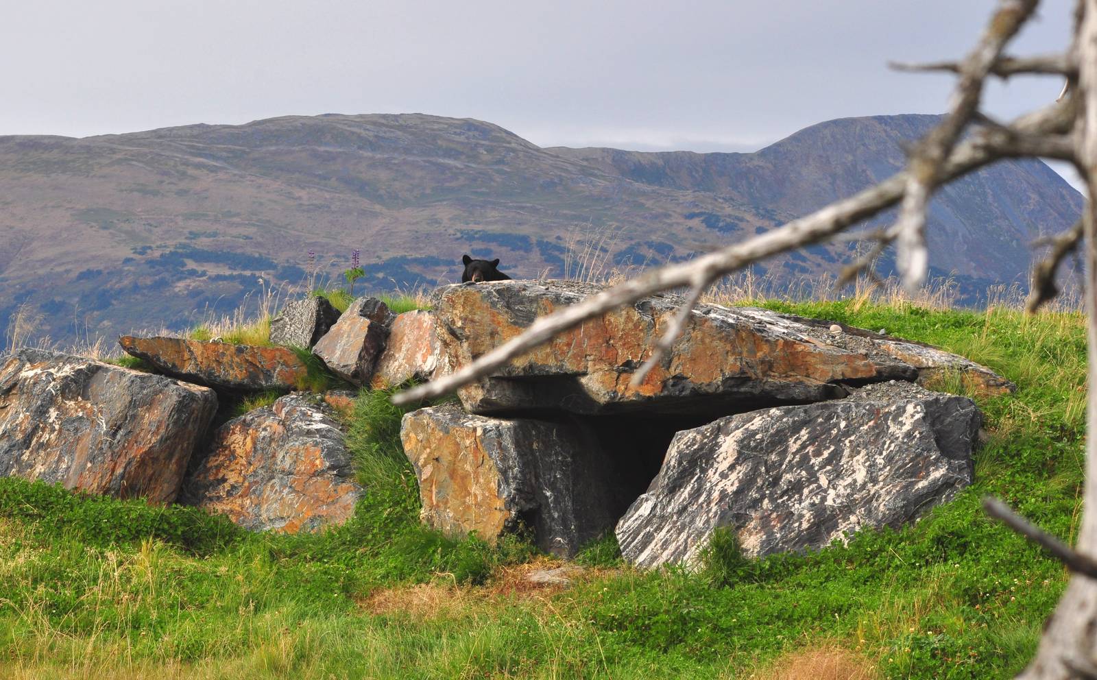 American Black Bear Exhibit.