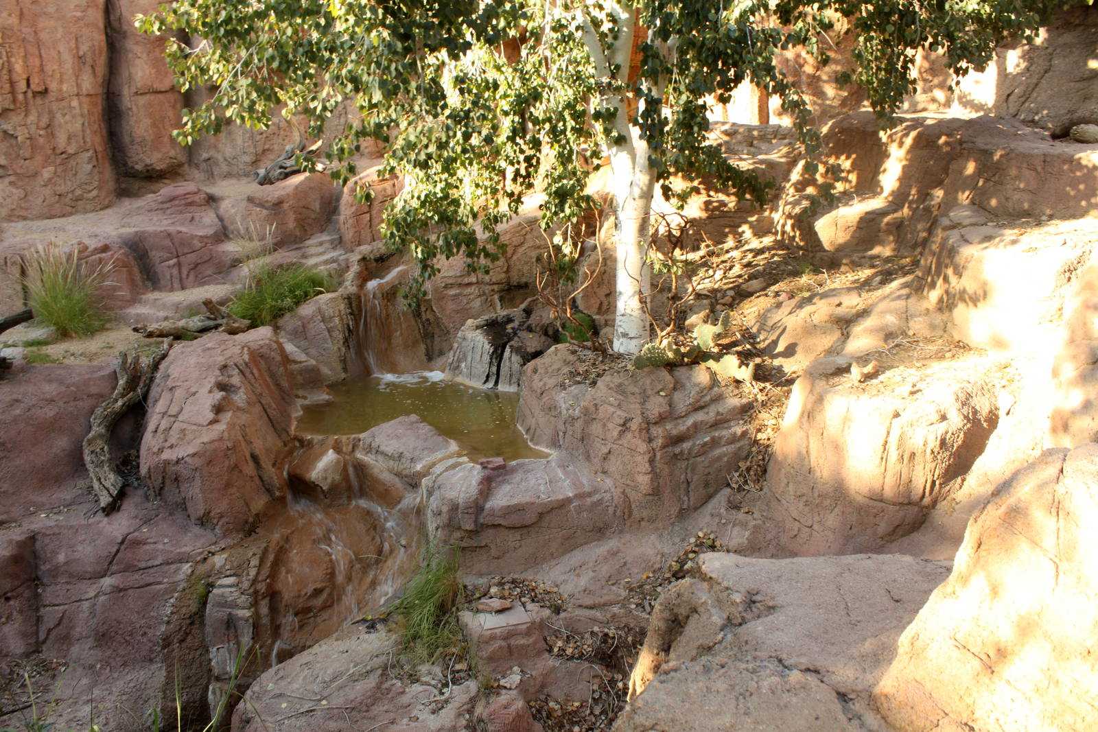American Black Bear Exhibit