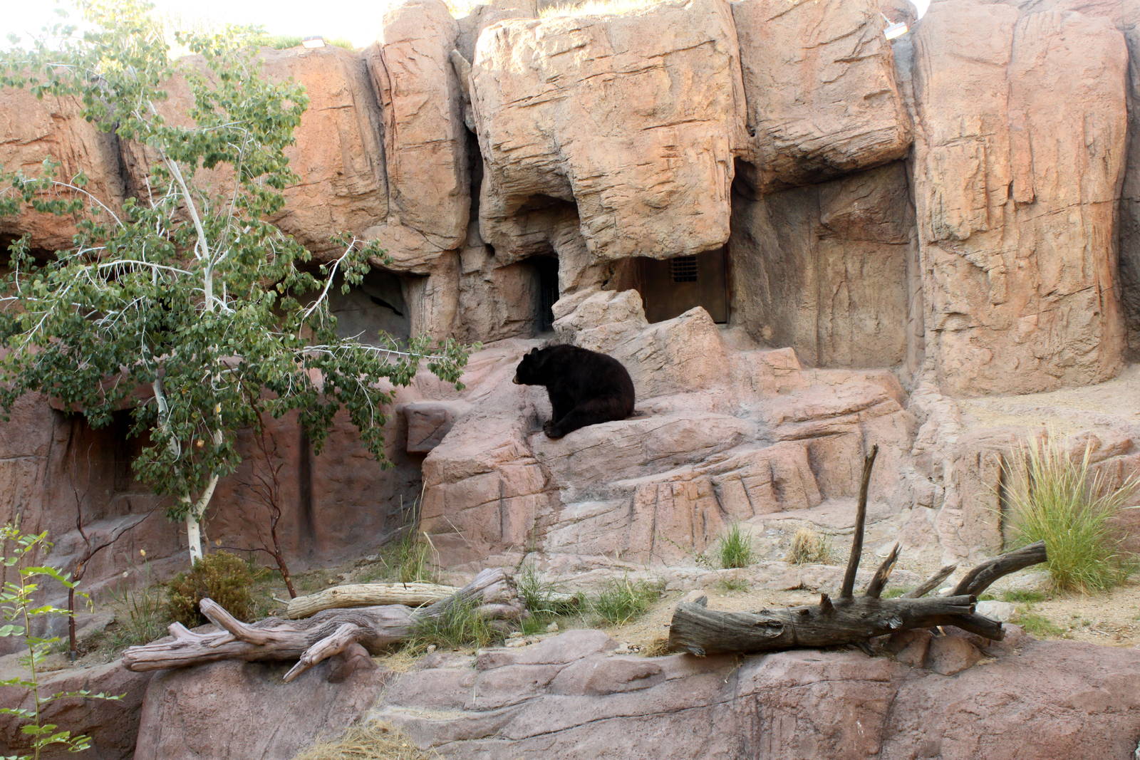 American Black Bear Exhibit