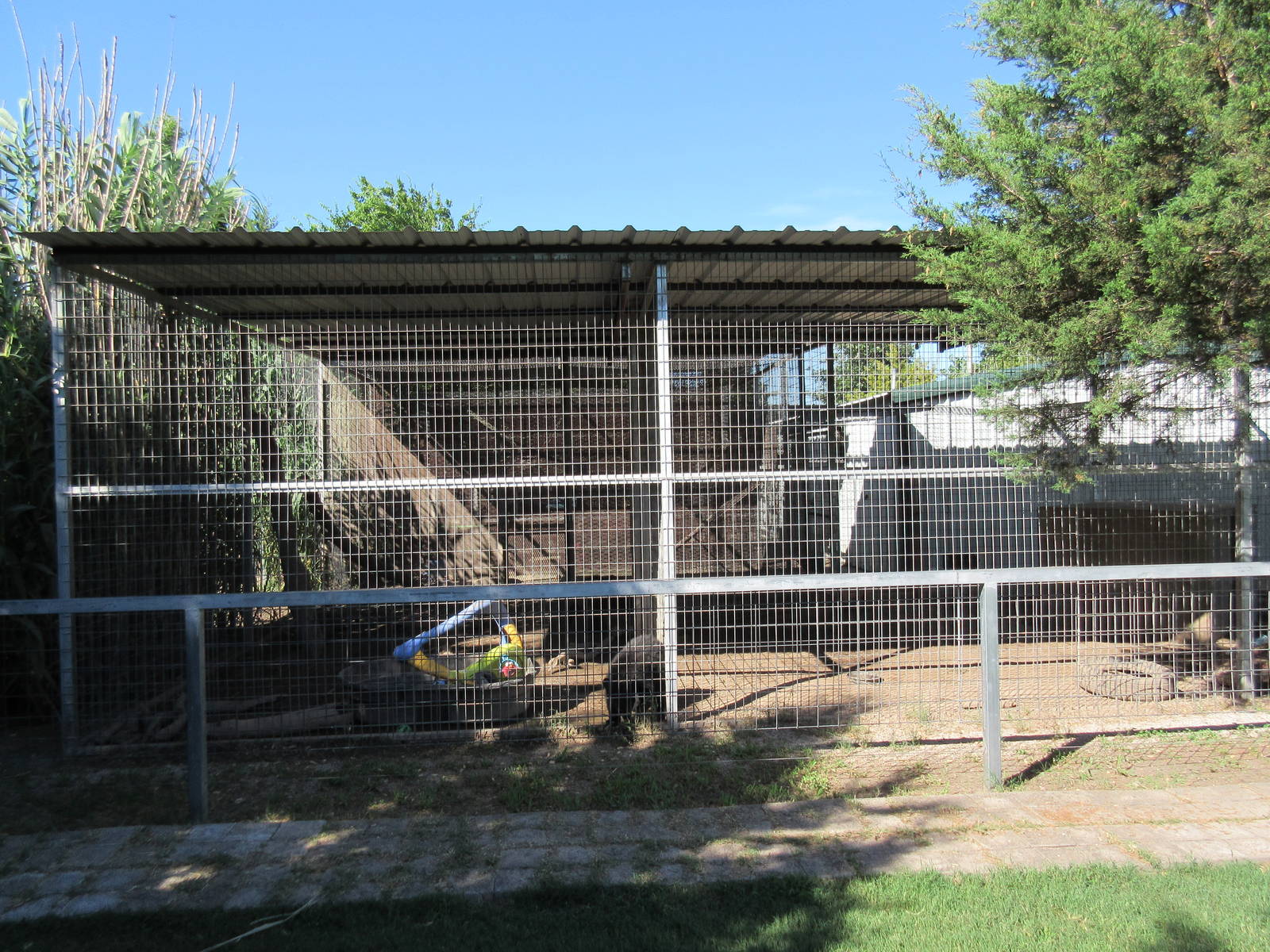 American Black Bear Exhibit