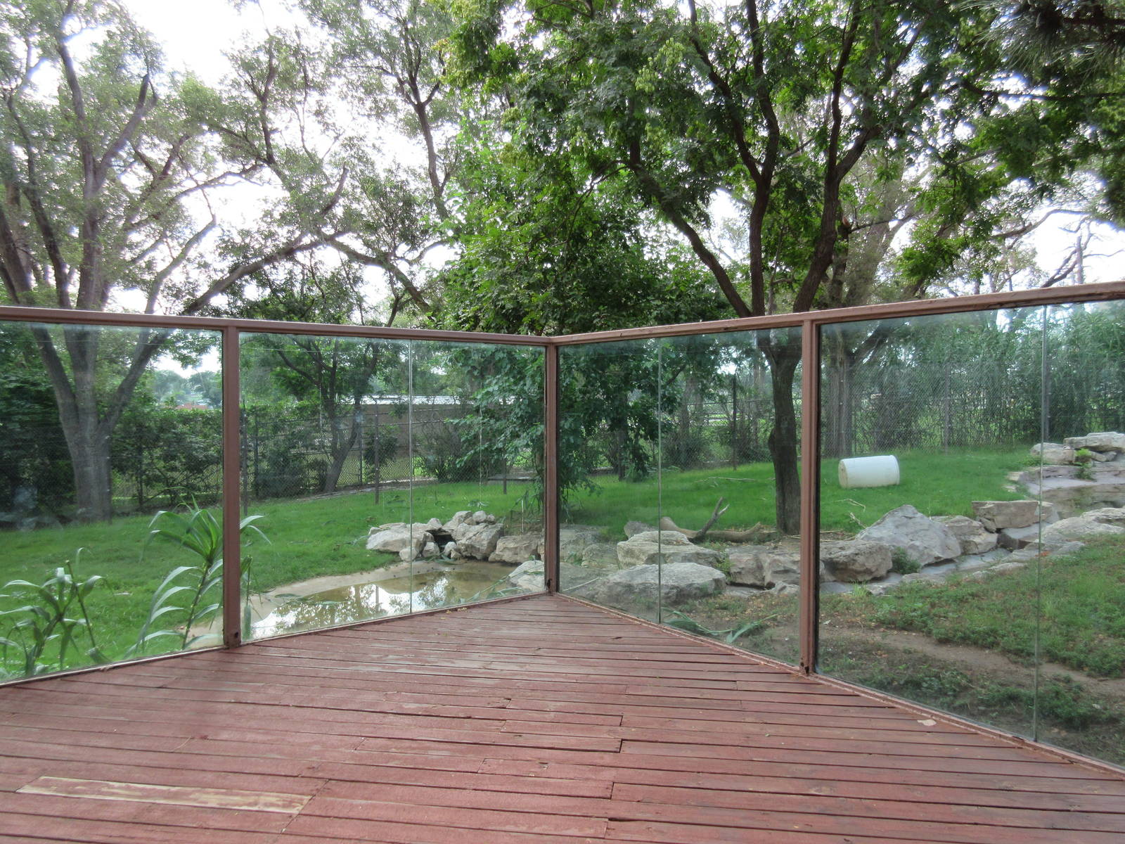 American Black Bear Exhibit