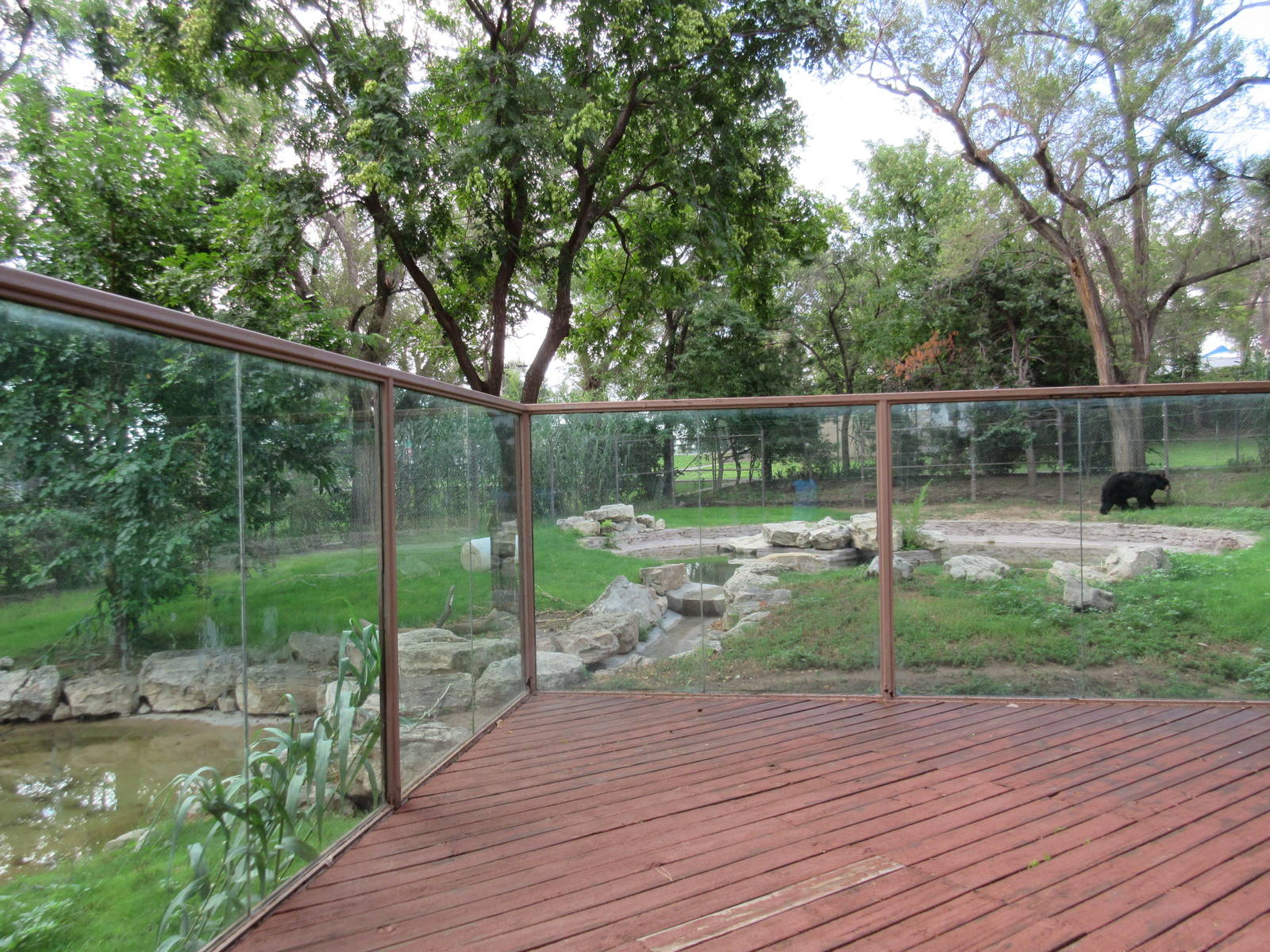 American Black Bear Exhibit