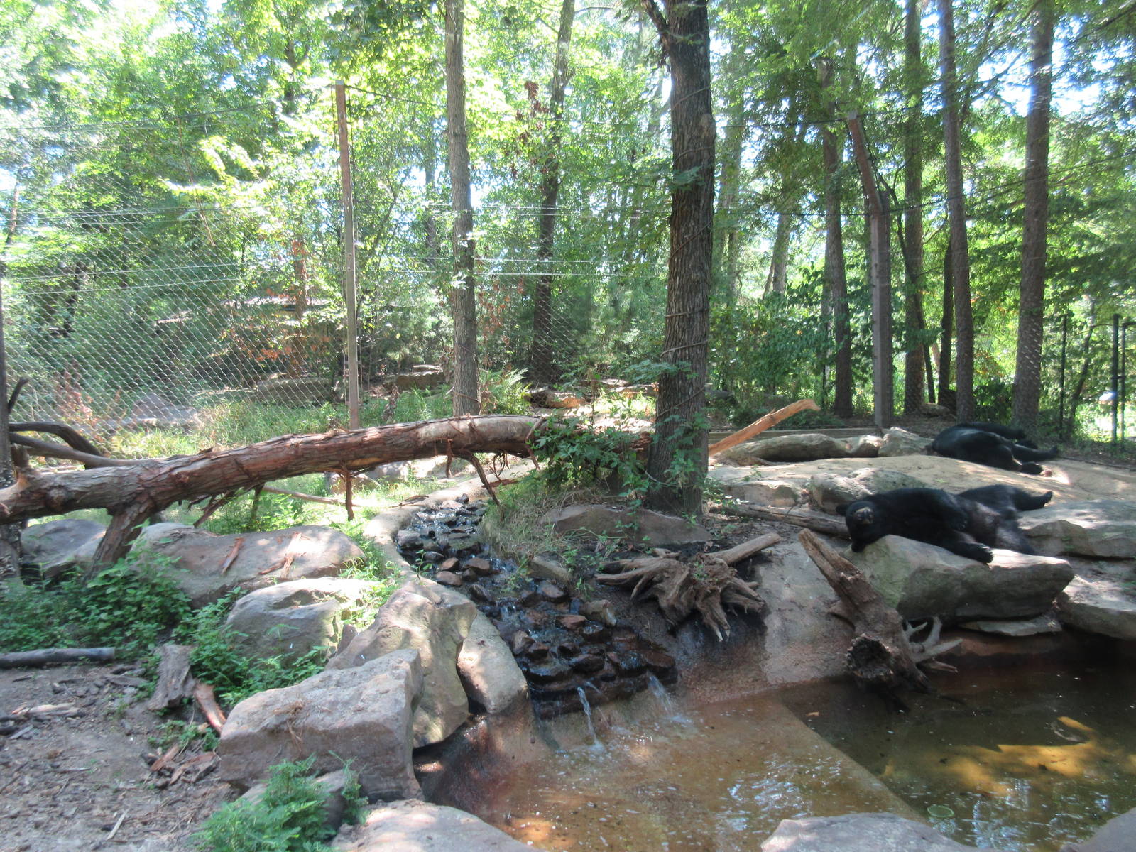 American Black Bear Exhibit