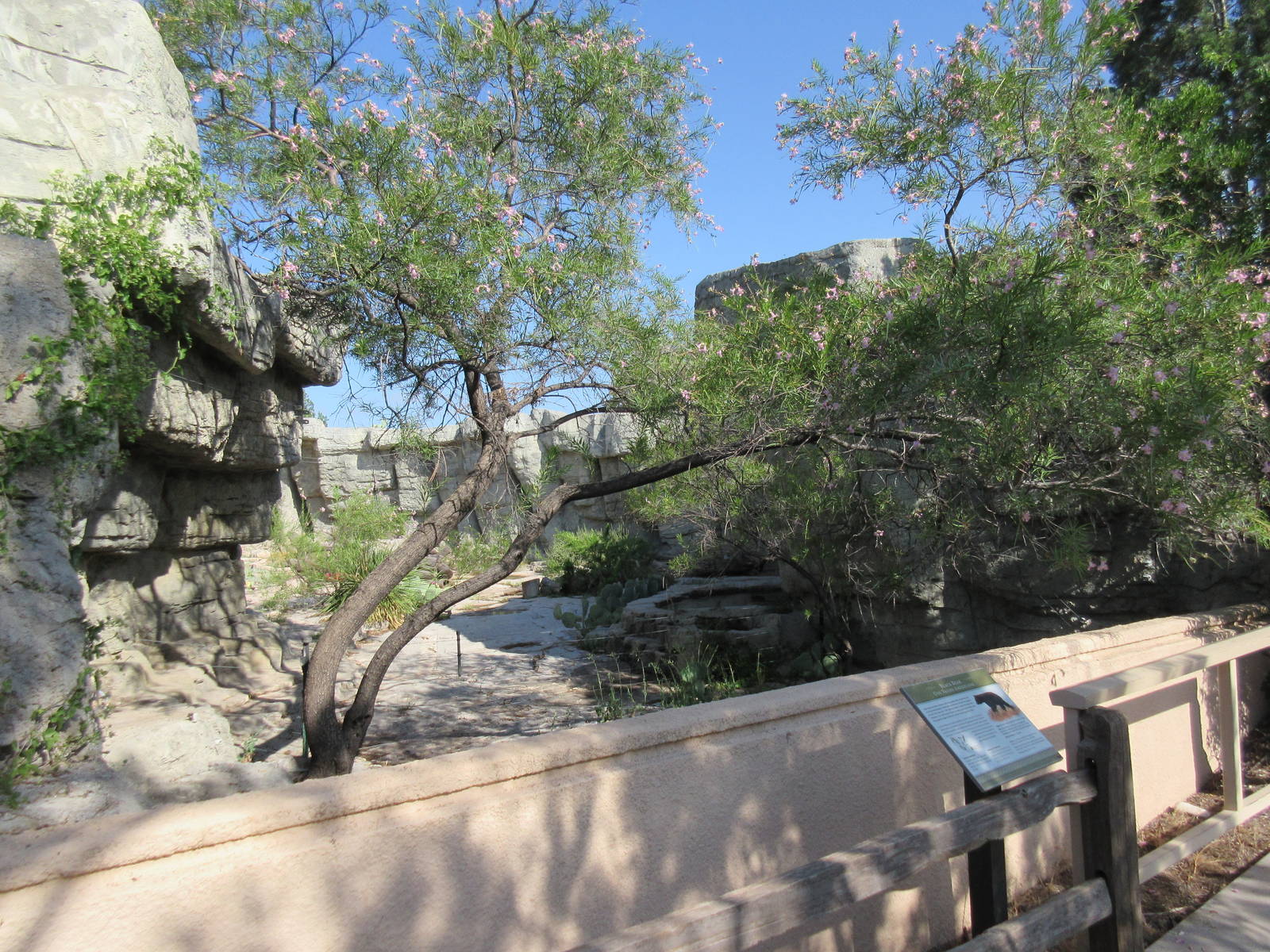 American Black Bear Exhibit