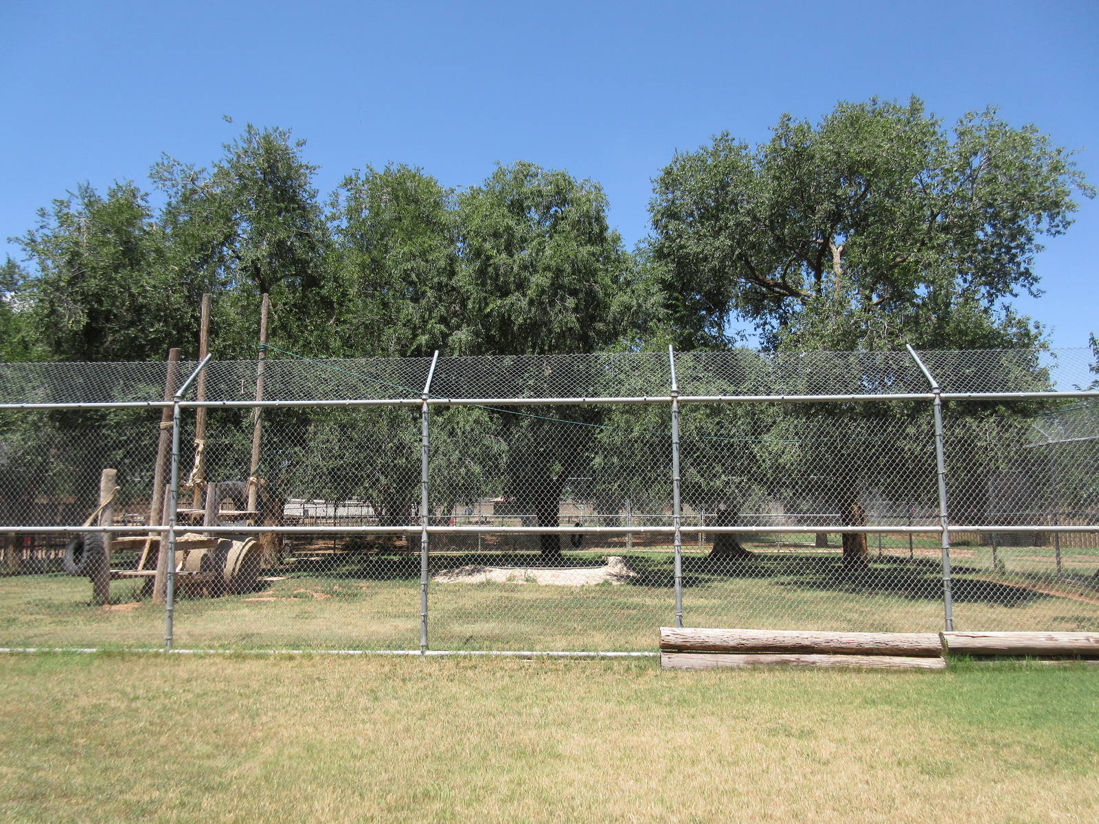 American Black Bear Exhibit