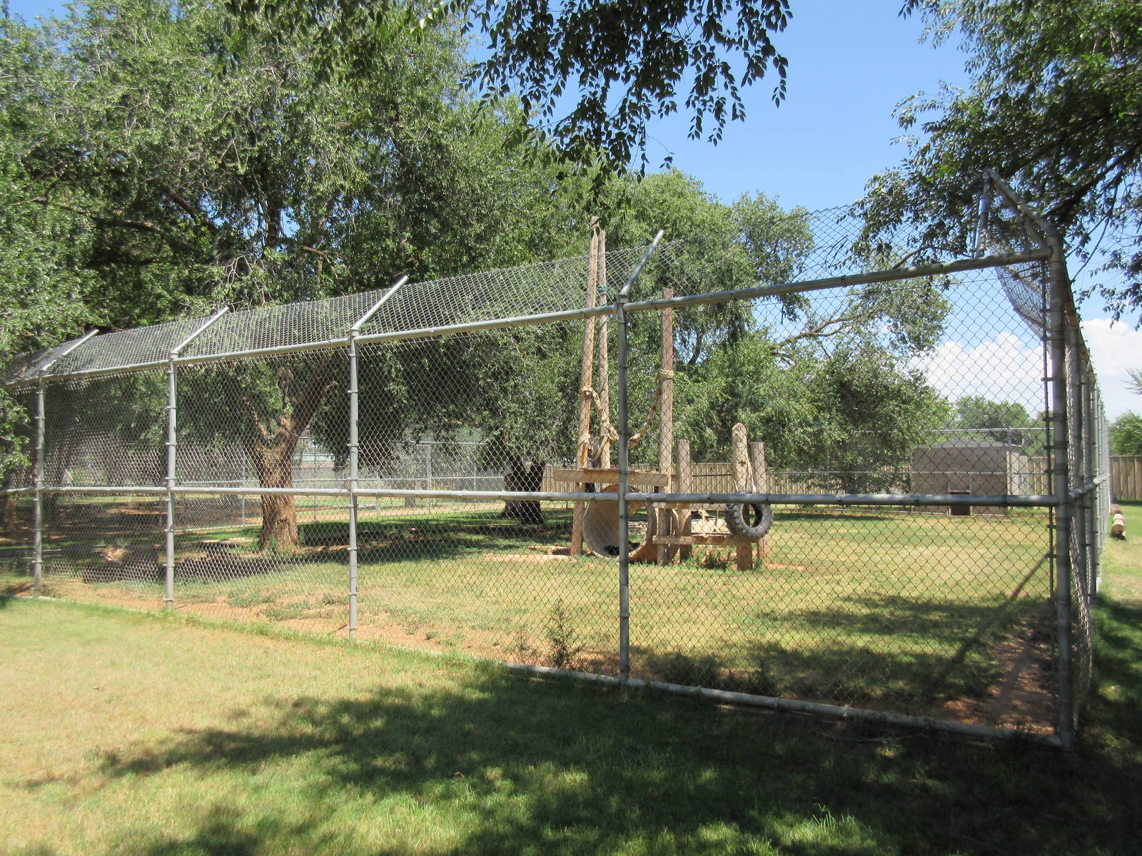 American Black Bear Exhibit