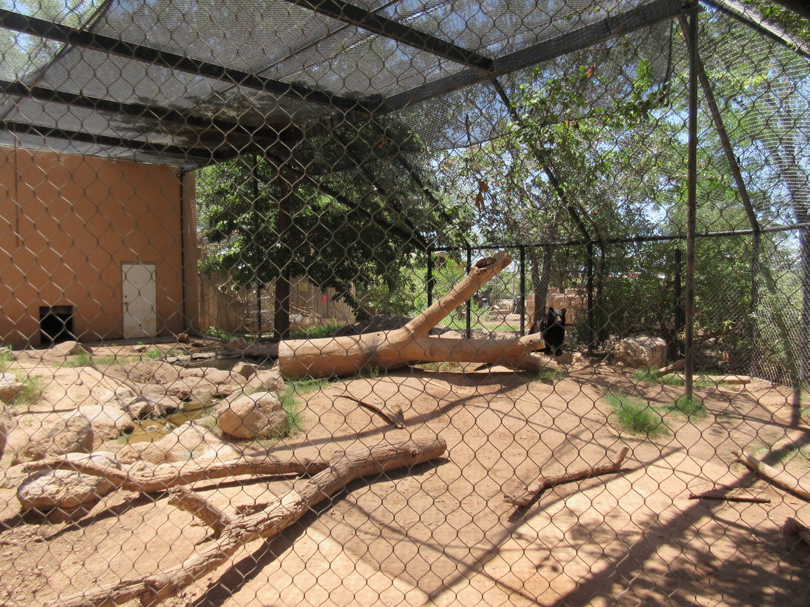 American Black Bear Exhibit