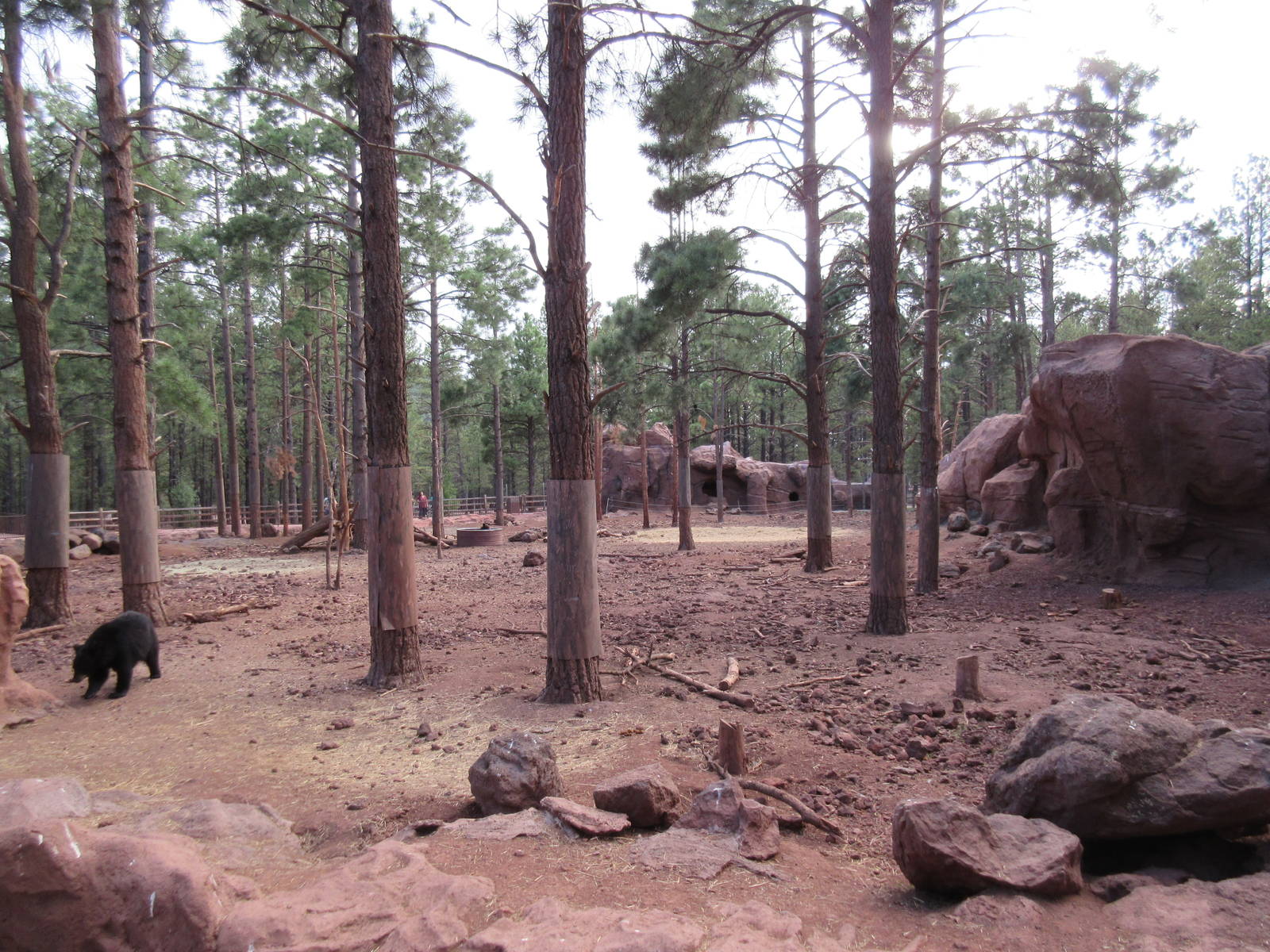 American Black Bear Exhibit
