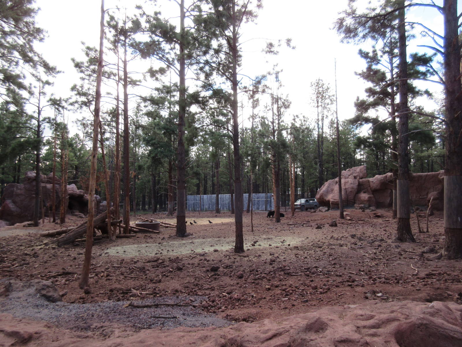 American Black Bear Exhibit