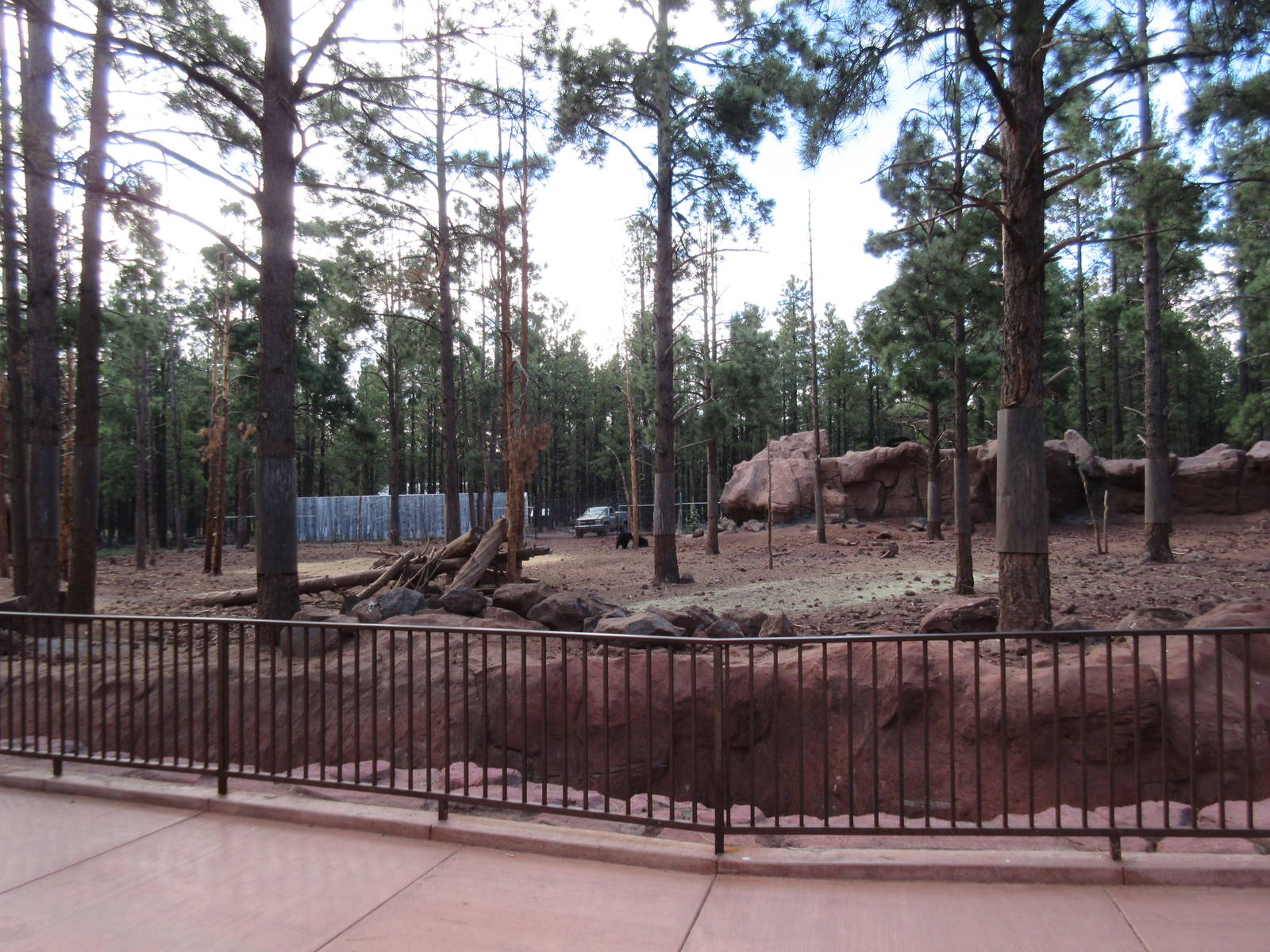 American Black Bear Exhibit