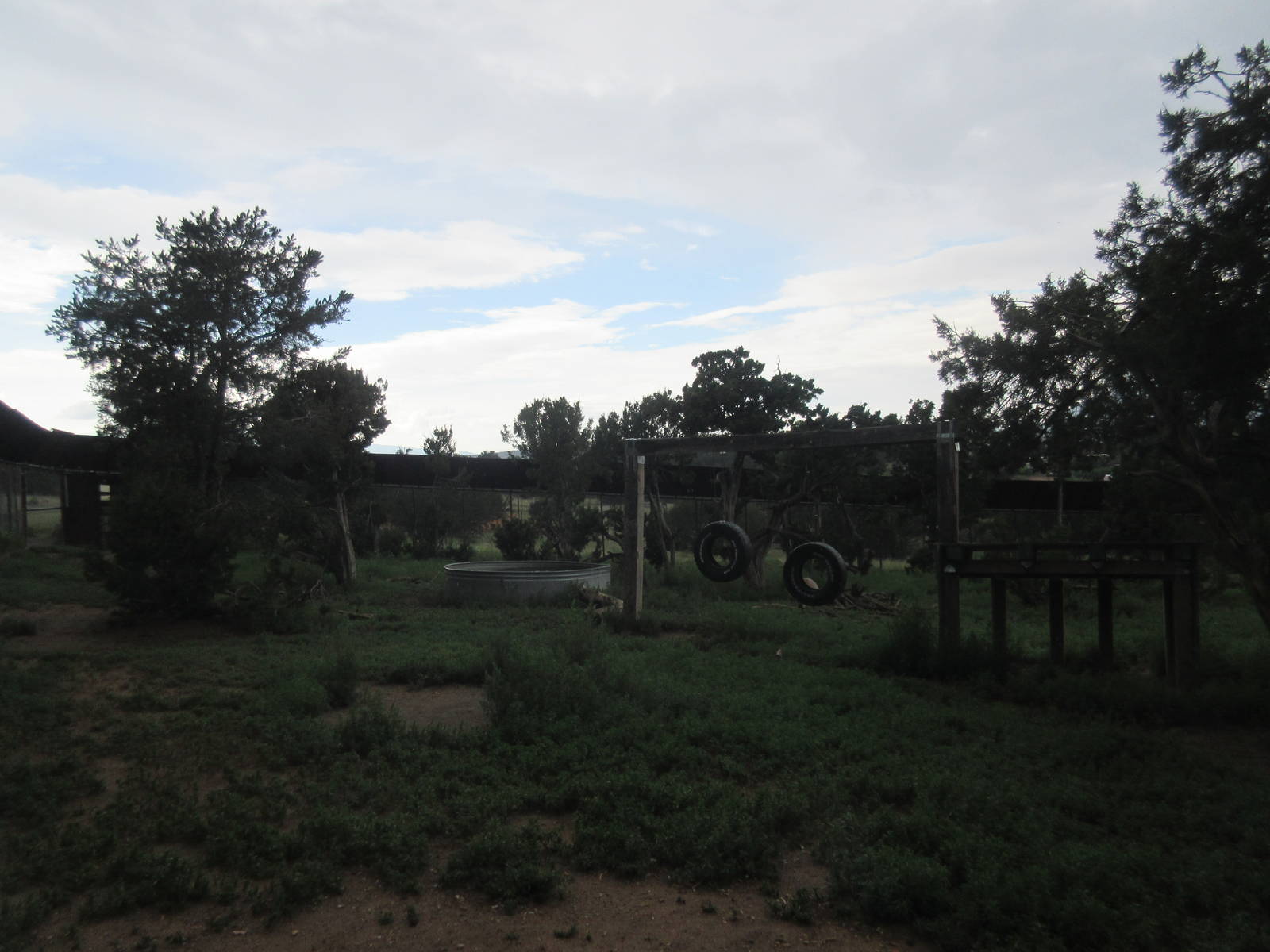 American Black Bear Exhibit
