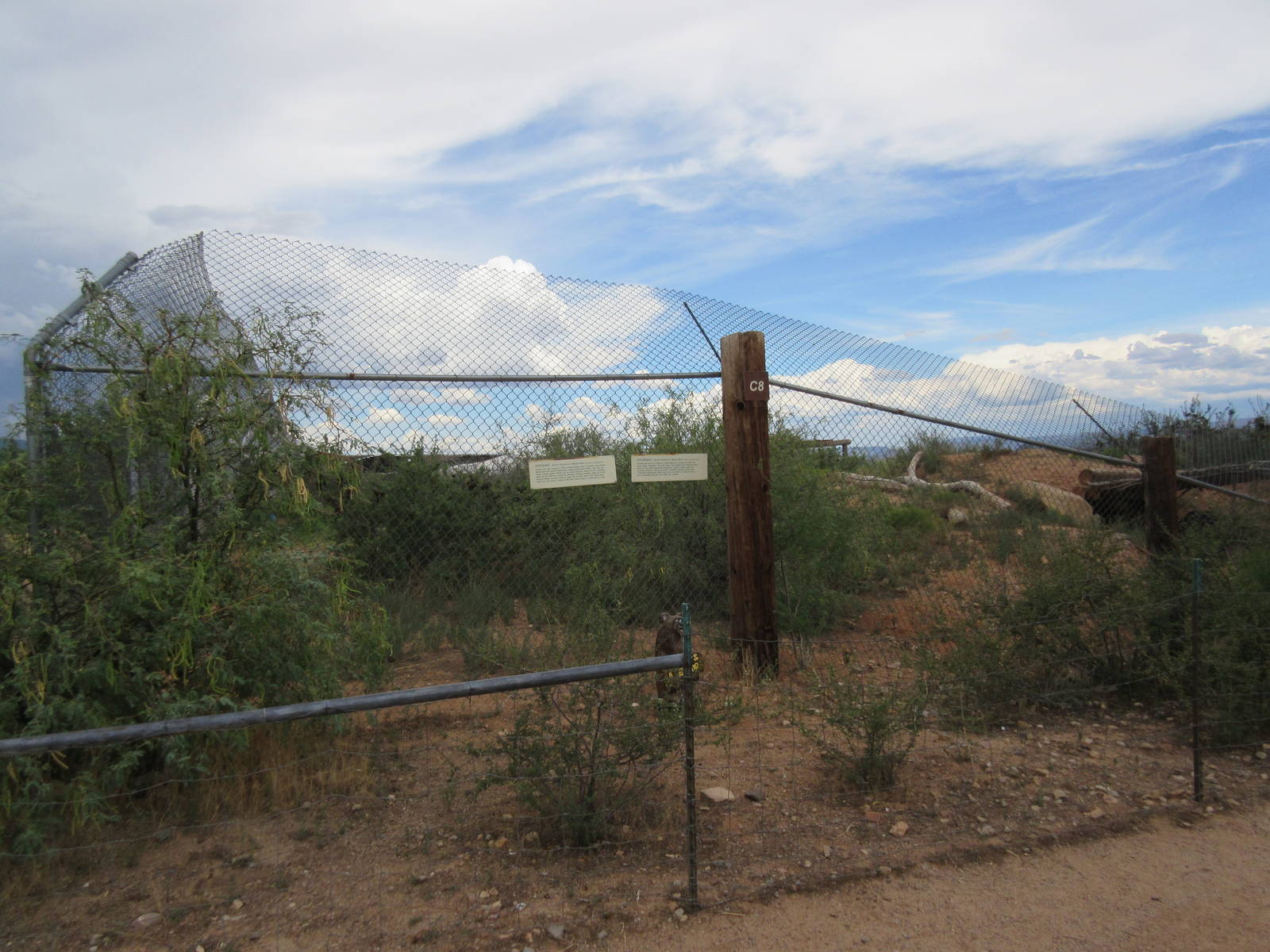 American Black Bear Exhibit