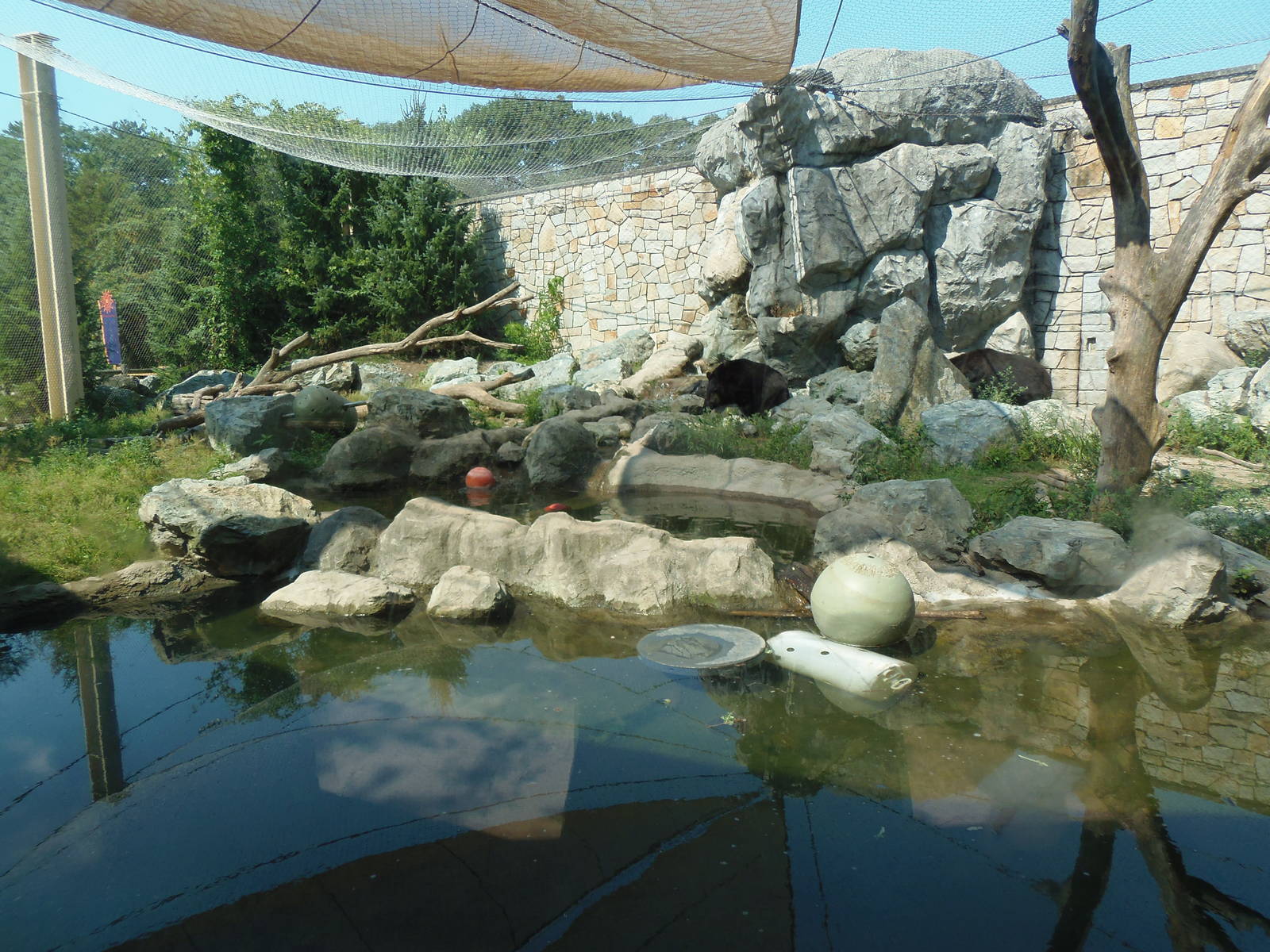 American Black Bear Exhibit