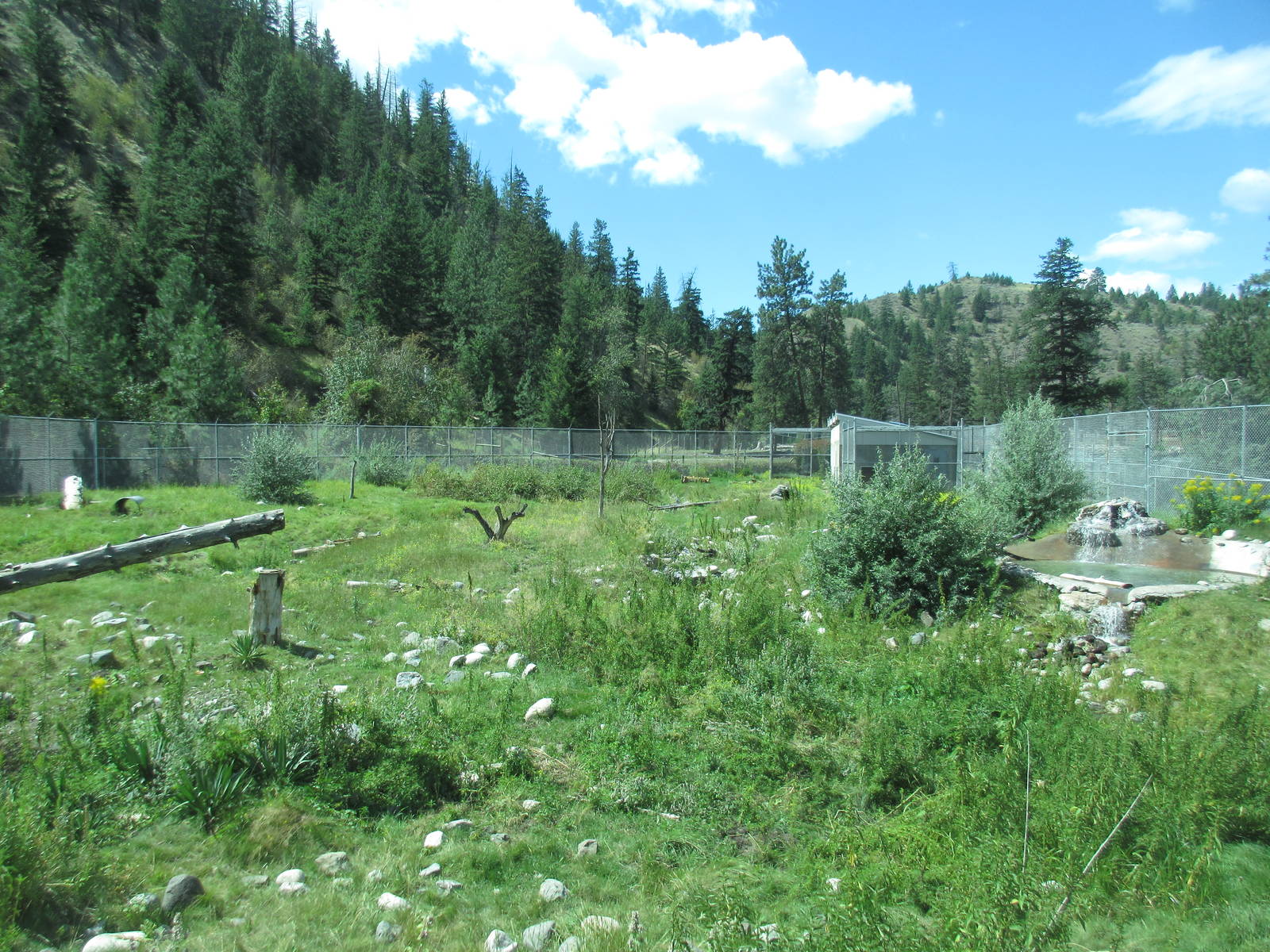 American Black Bear Exhibit