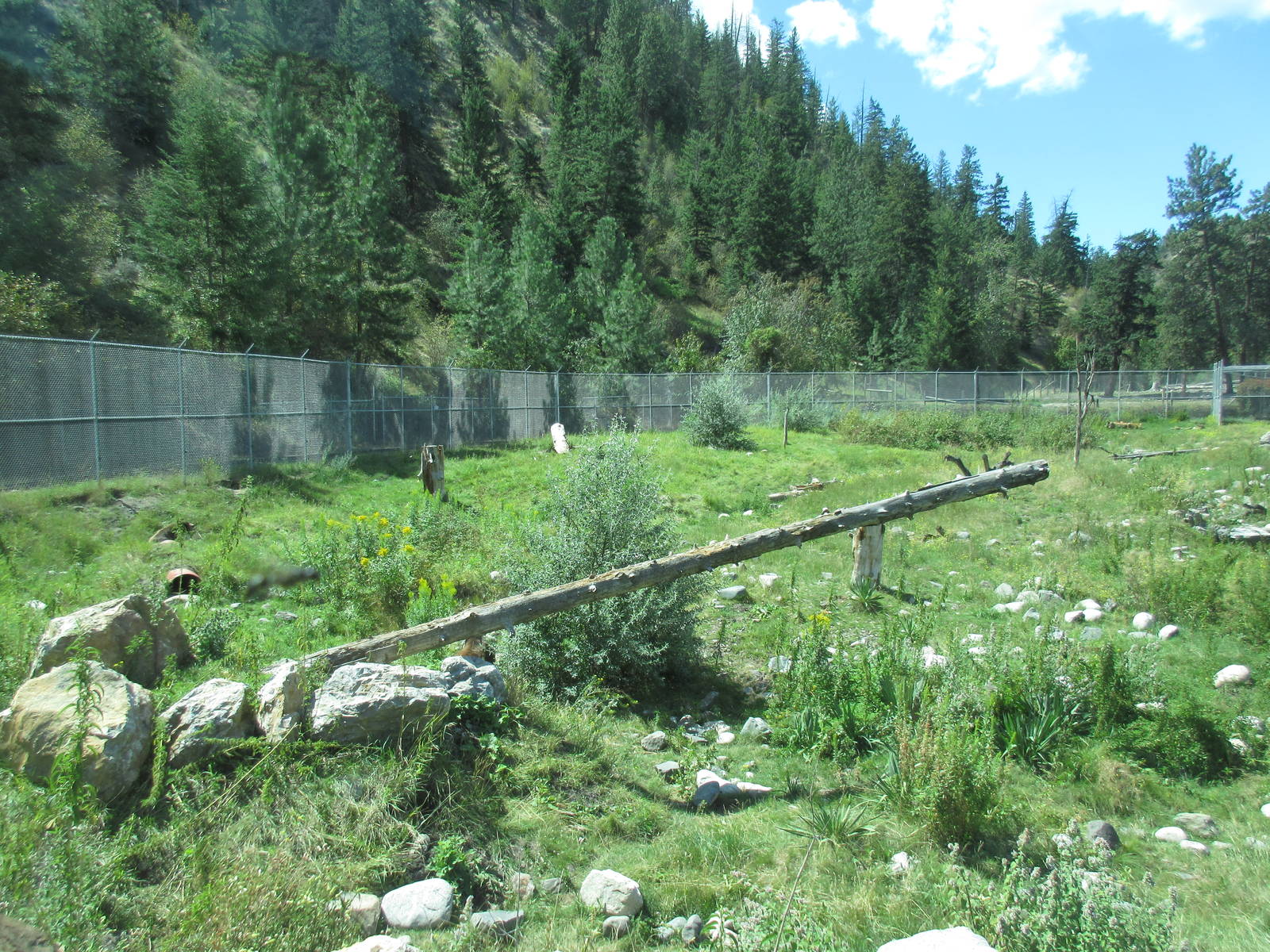 American Black Bear Exhibit
