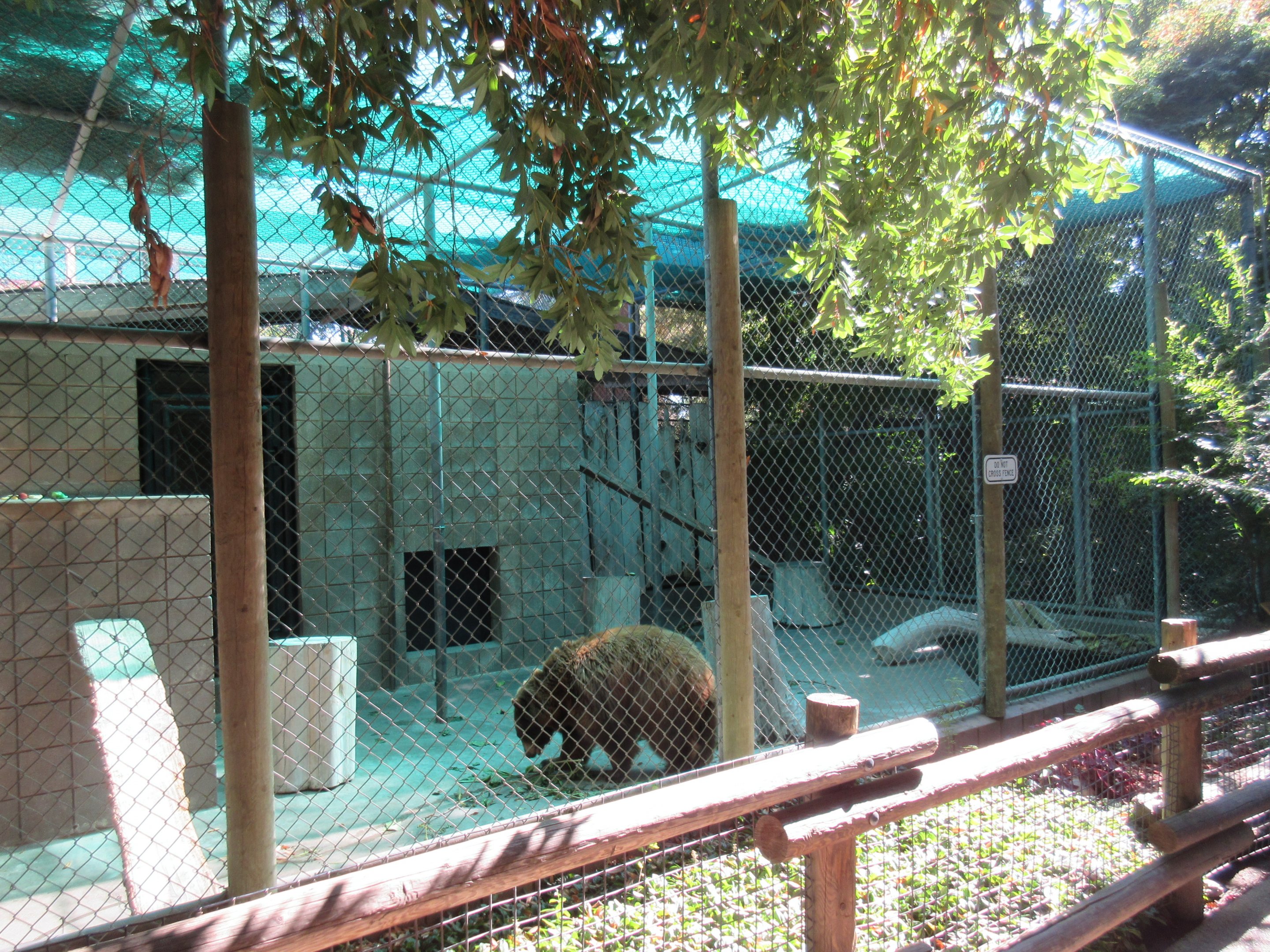 American Black Bear Exhibit