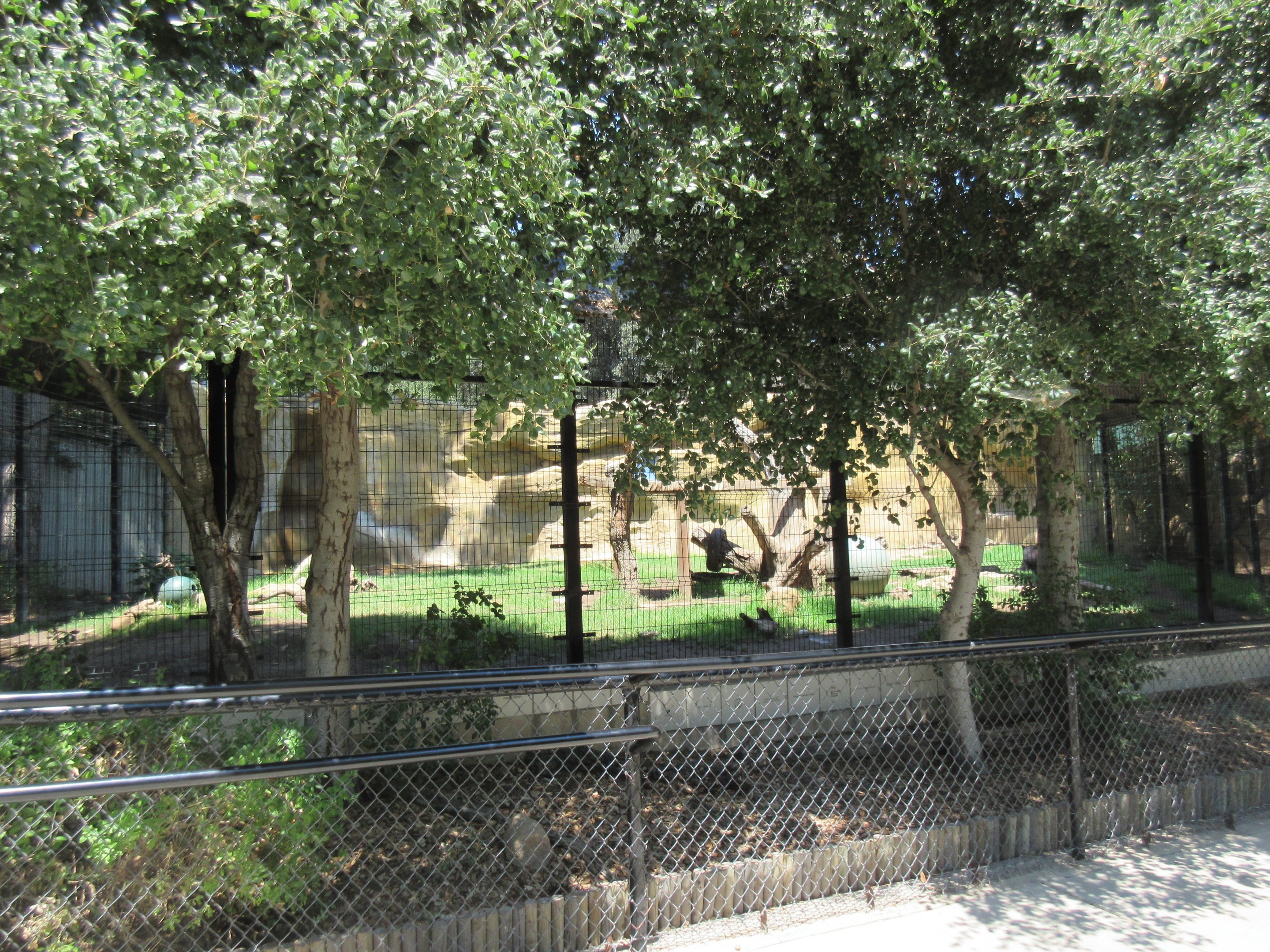 American Black Bear Exhibit