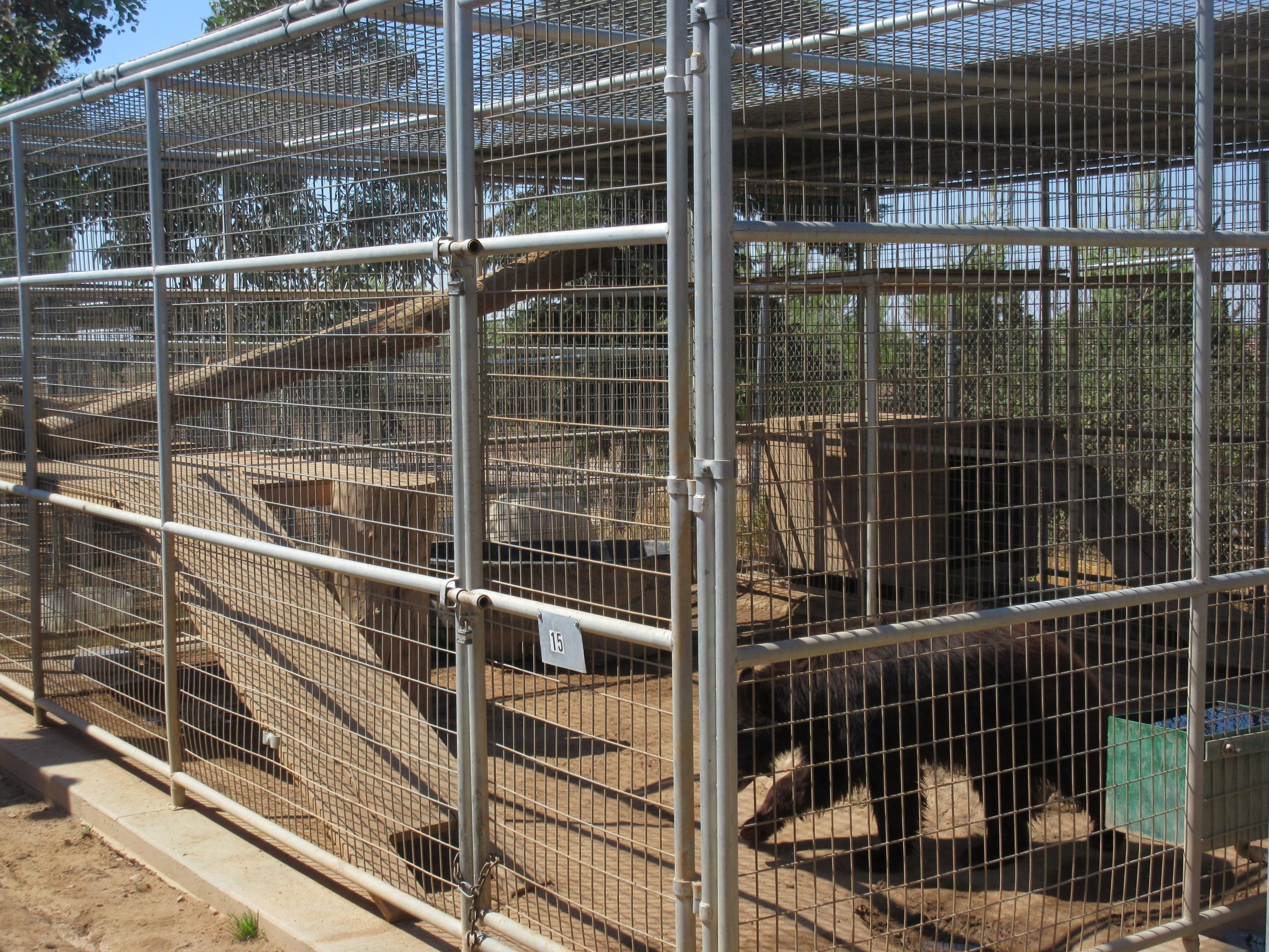 American Black Bear Exhibit