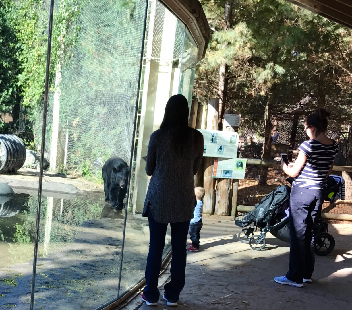 American Black Bear Exhibit