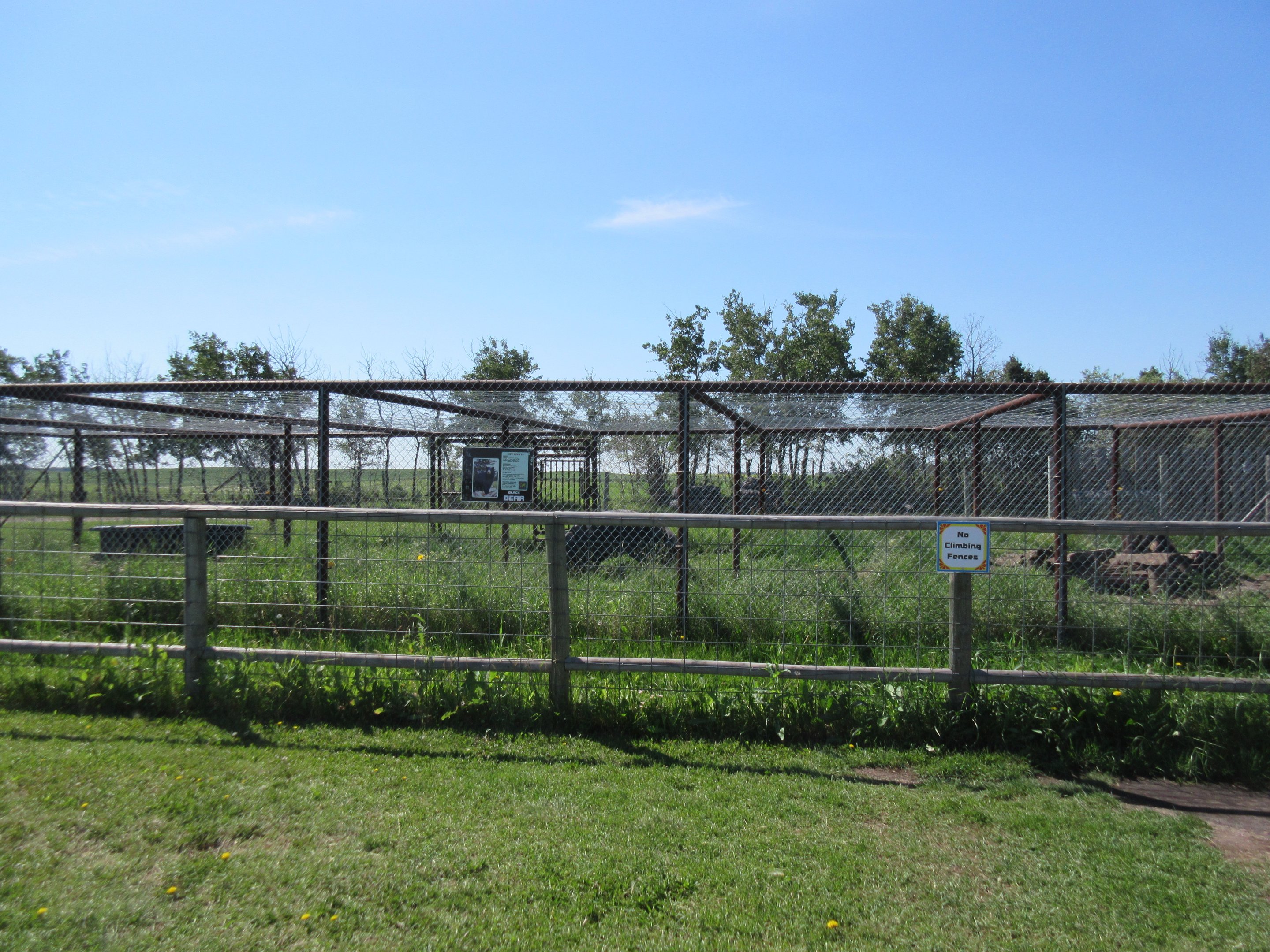 American Black Bear Exhibit
