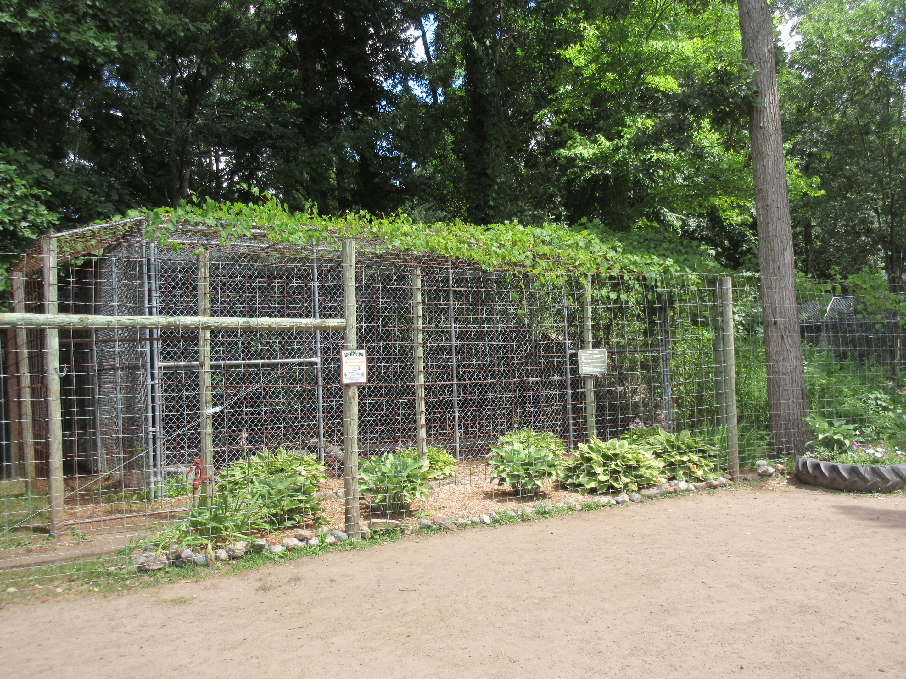 American Black Bear Exhibit