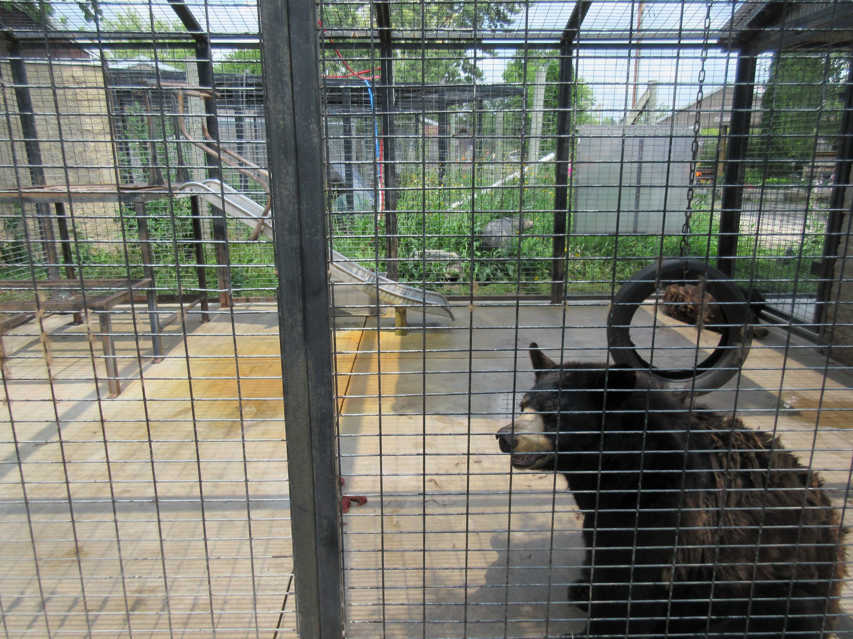 American Black Bear Exhibit