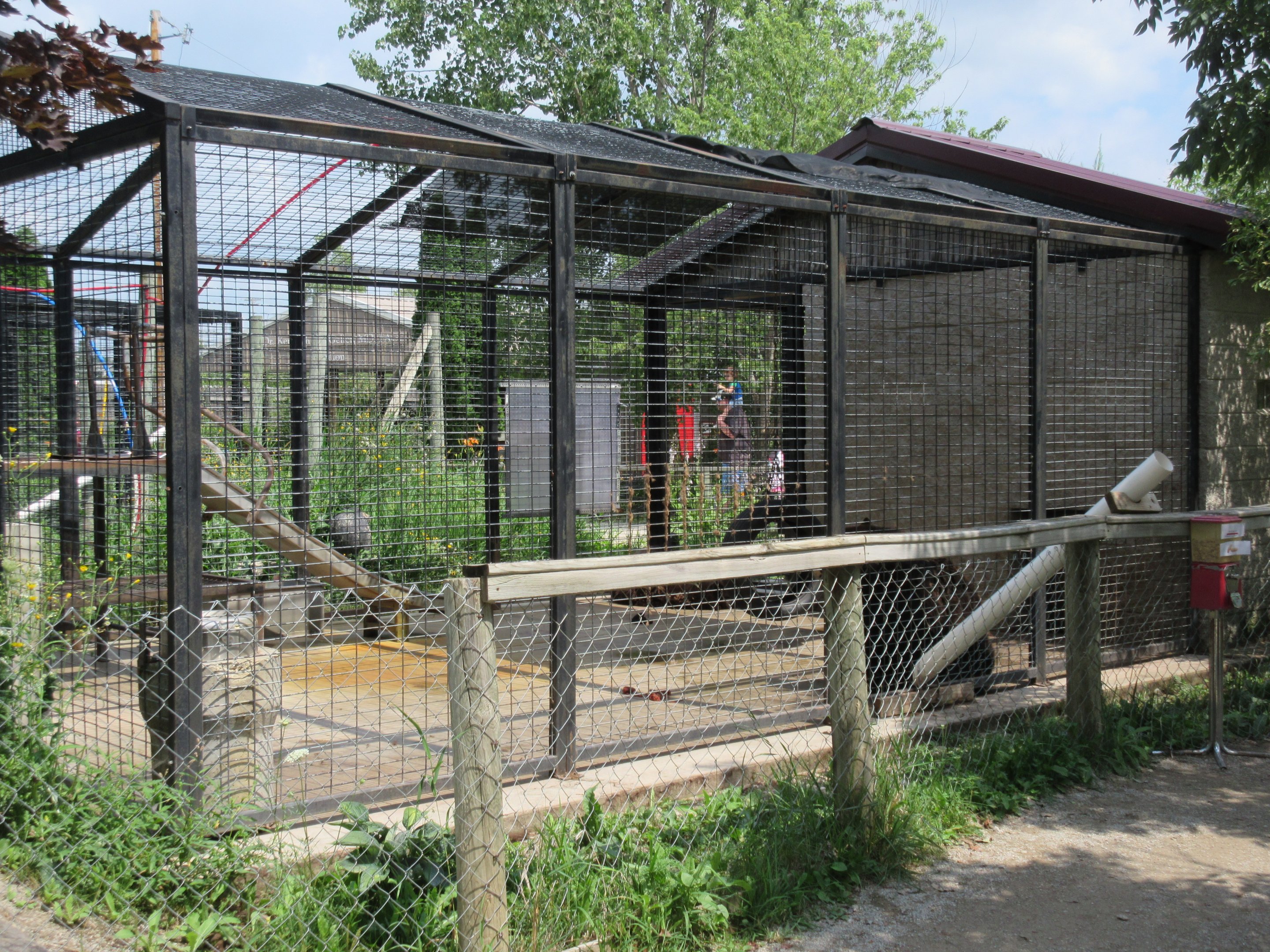 American Black Bear Exhibit