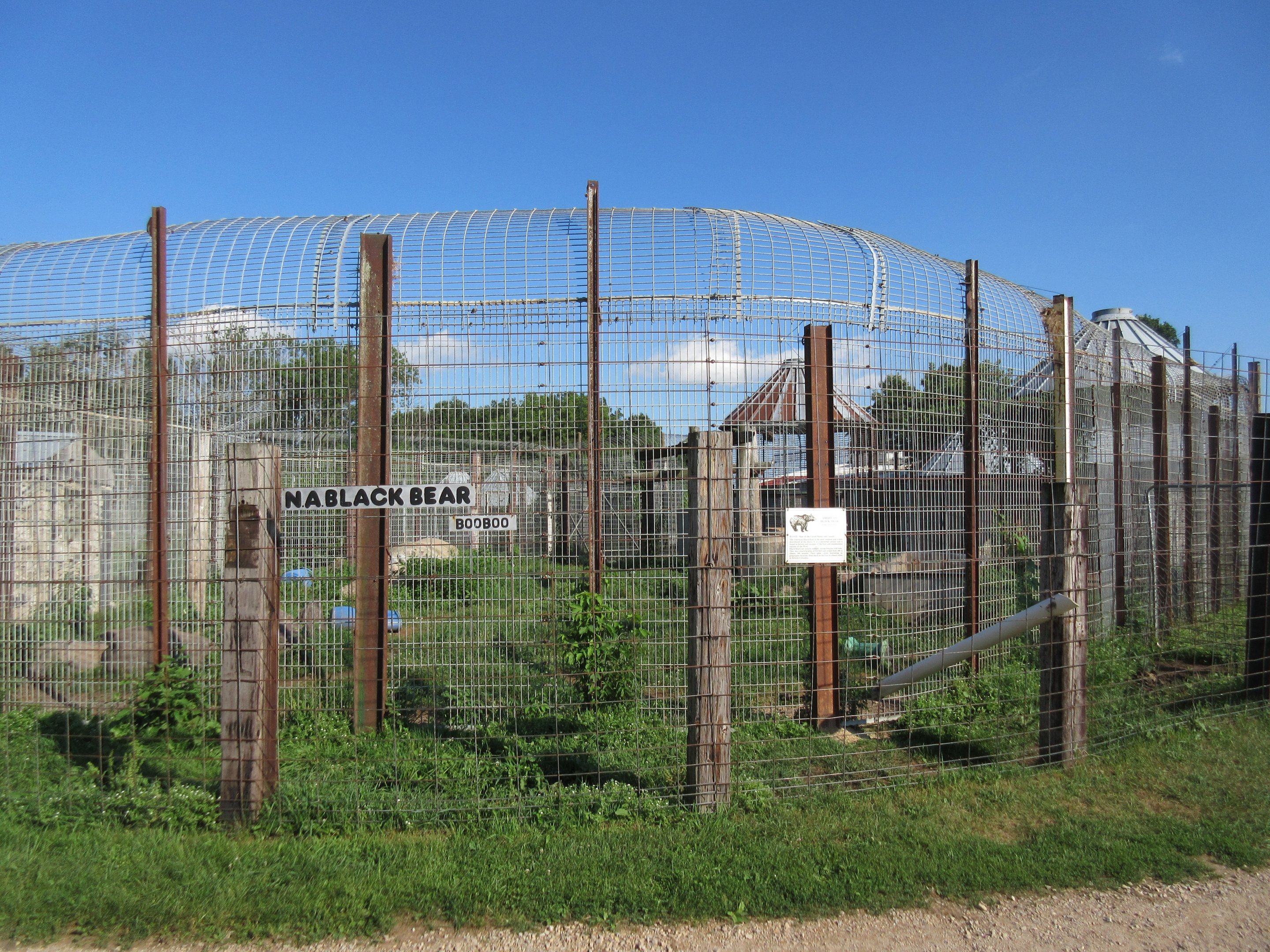 American Black Bear Exhibit