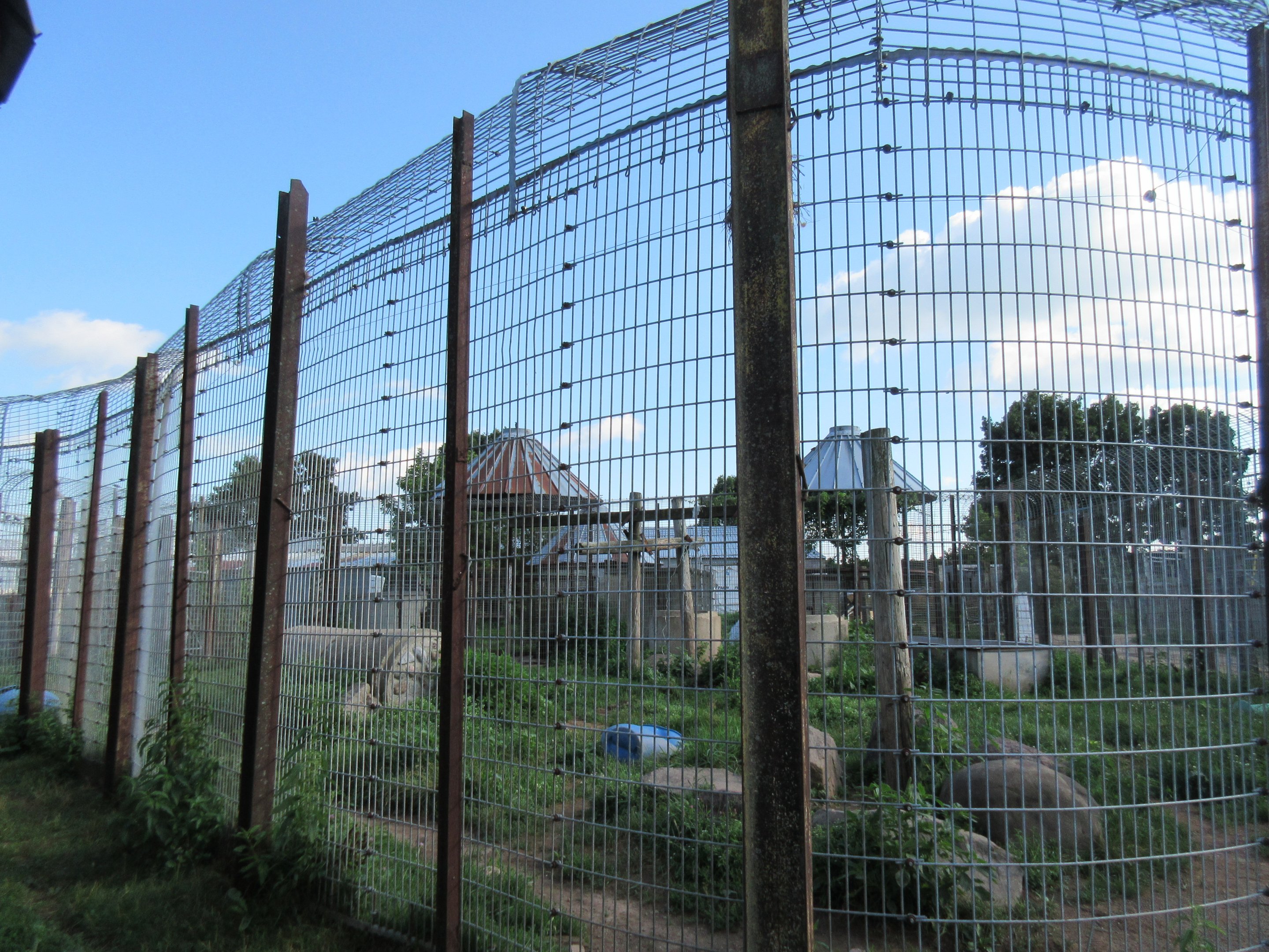 American Black Bear Exhibit