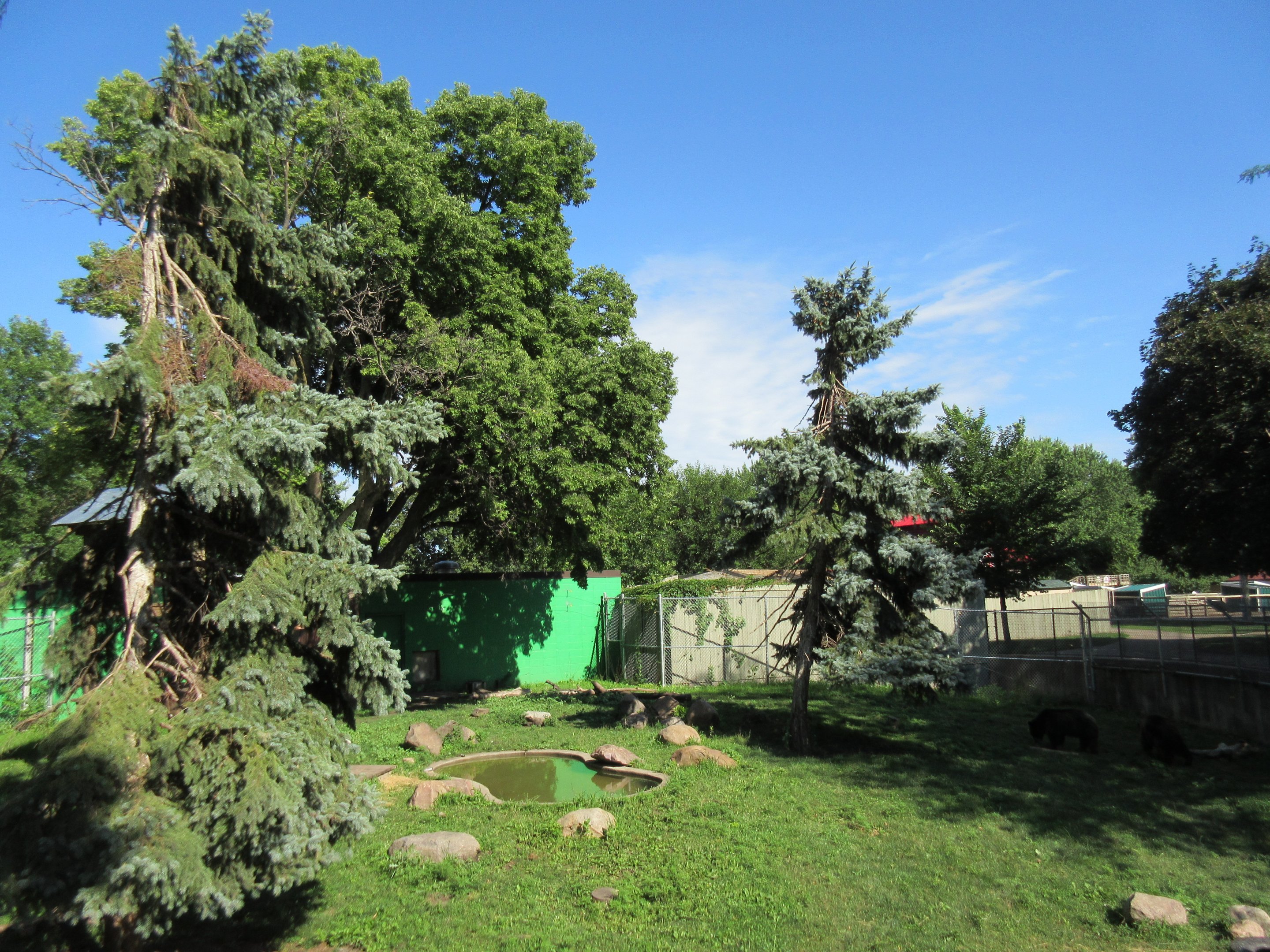 American Black Bear Exhibit