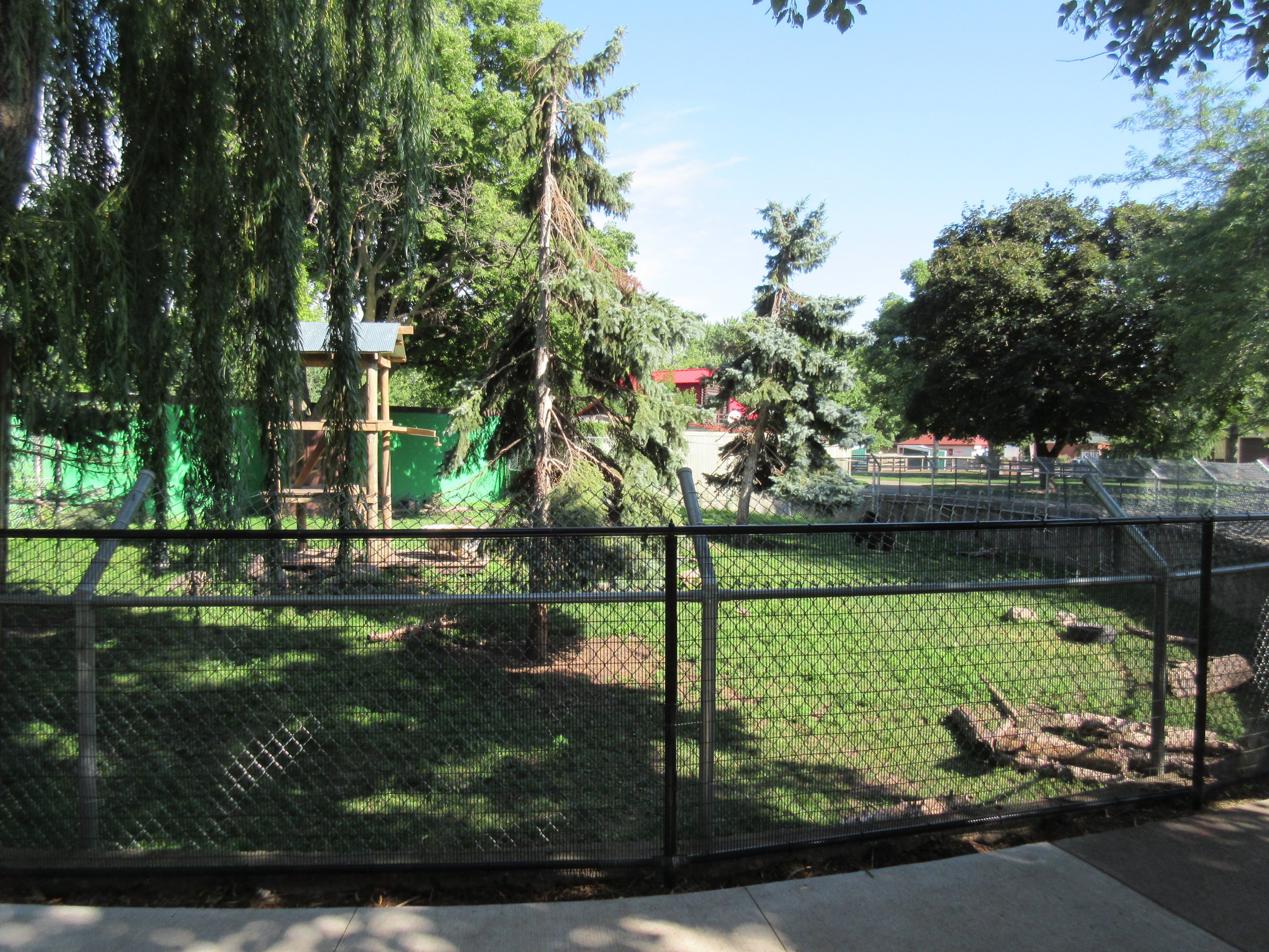 American Black Bear Exhibit